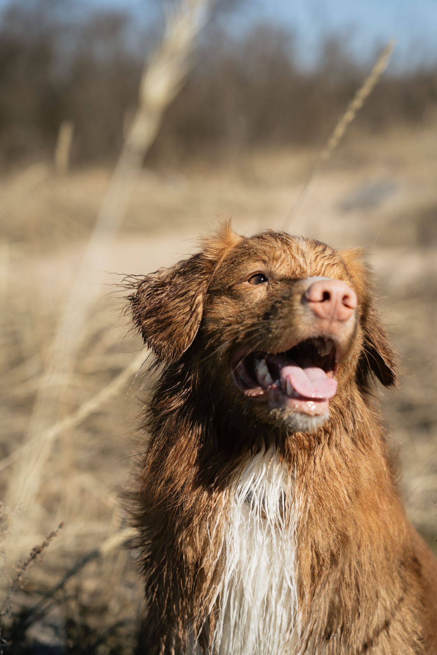 Wet brown Nova Scotia Duck Tolling Retriever with mouth open sitting in a dry field.
