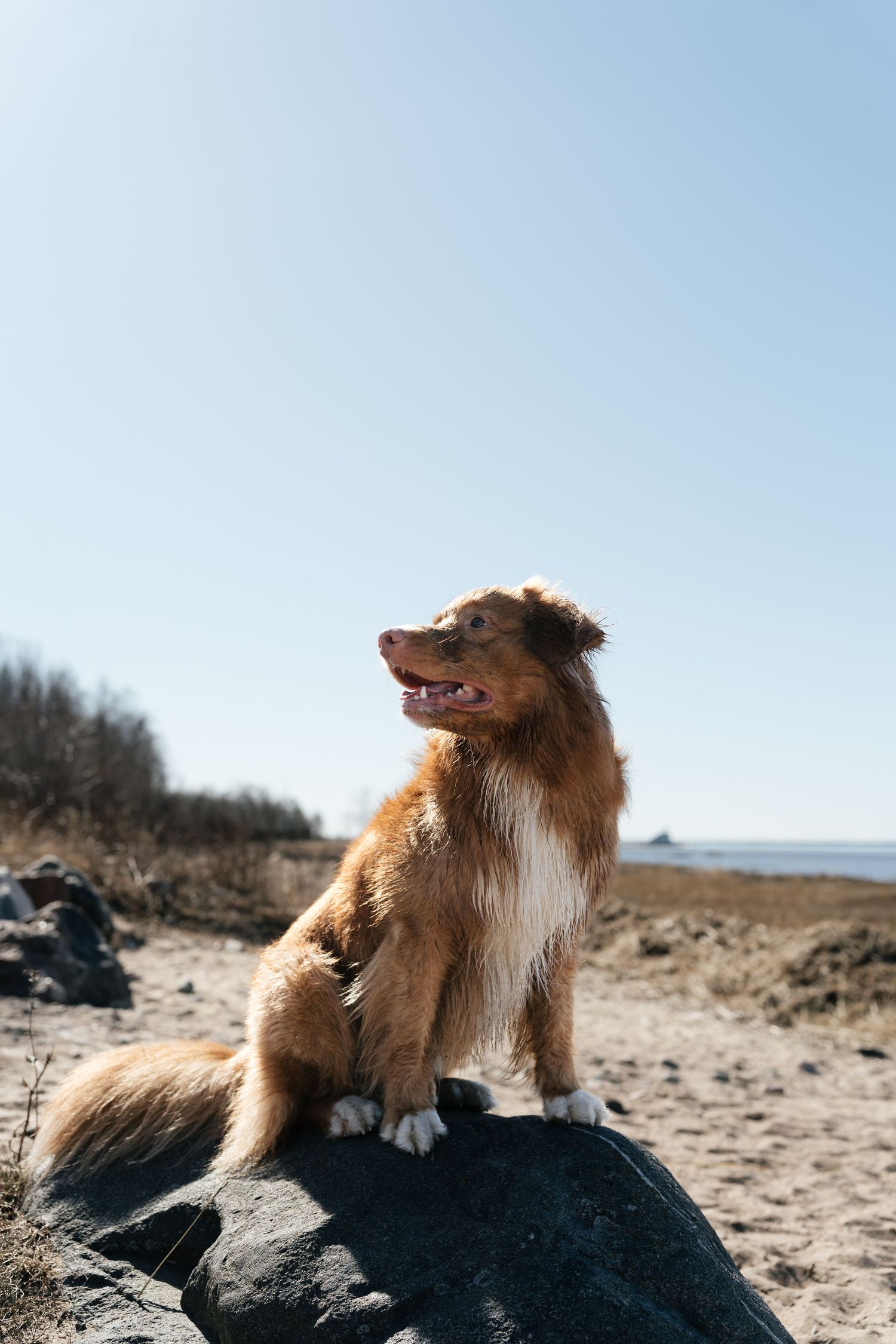 A fluffy golden-brown Nova Scotia Duck Tolling Retriever sits on a rock at a sandy beach under a clear blue sky.