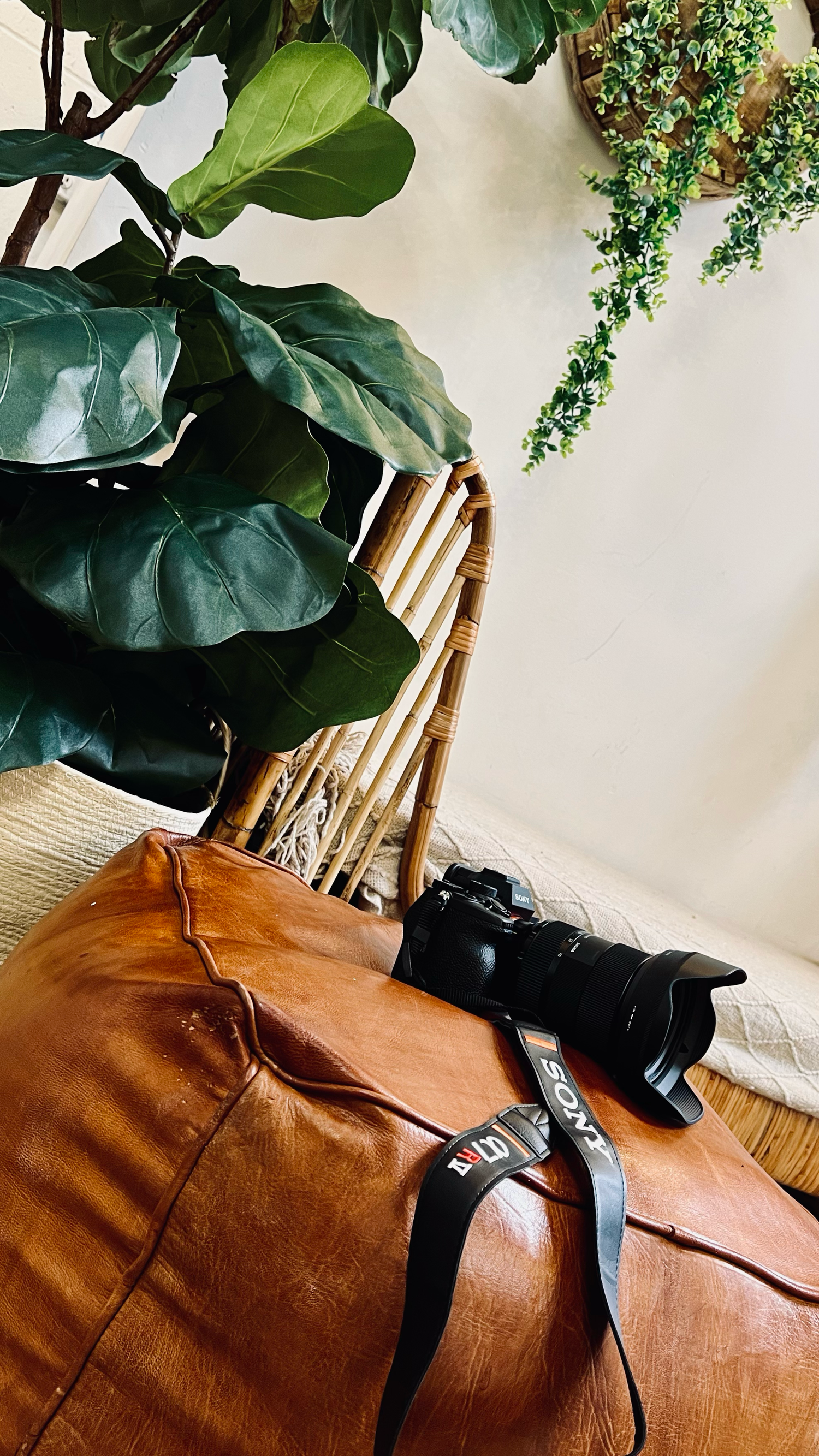 Camera equipment and brown leather bag arranged under hanging plants against white background.