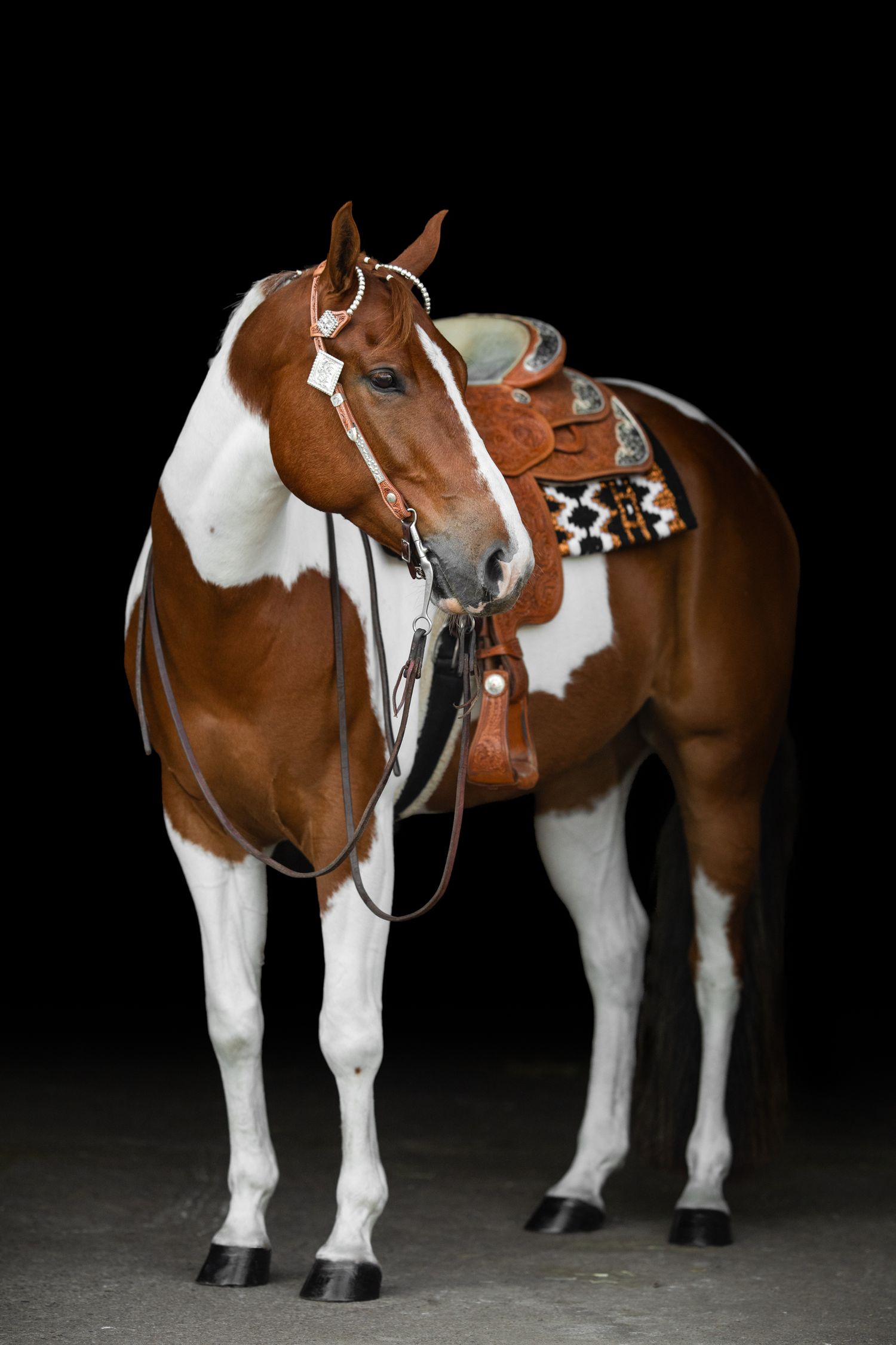 A paint horse with western saddle and tack poses against a dark background.