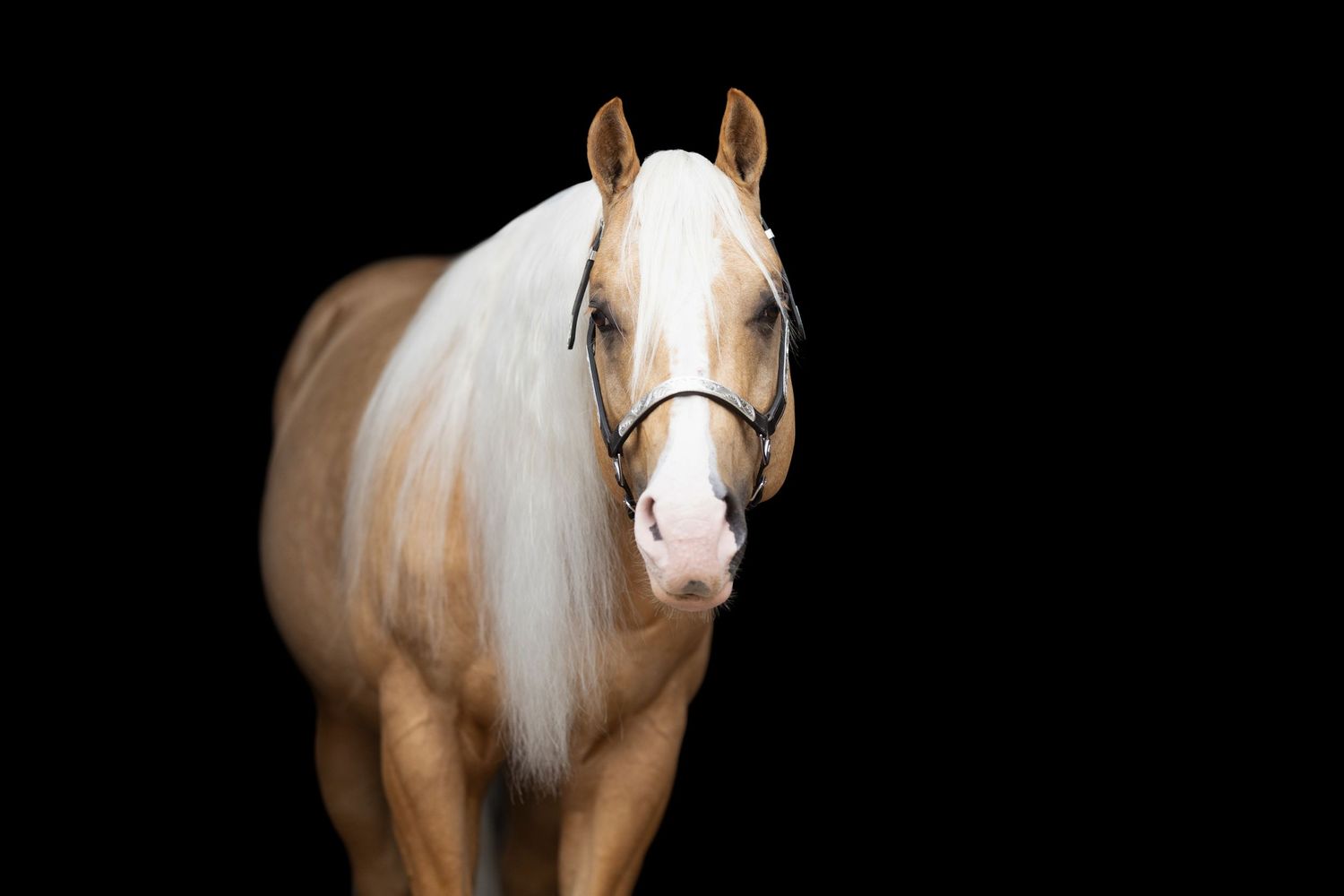 Elegant palomino horse with flowing white mane standing against black backdrop.
