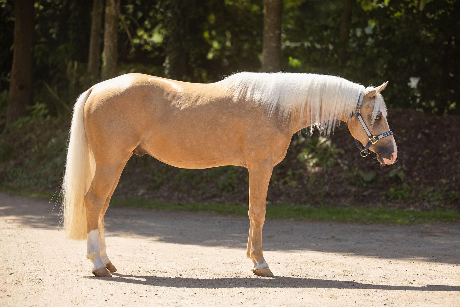 Palomino horse with light mane standing calmly on forest trail.