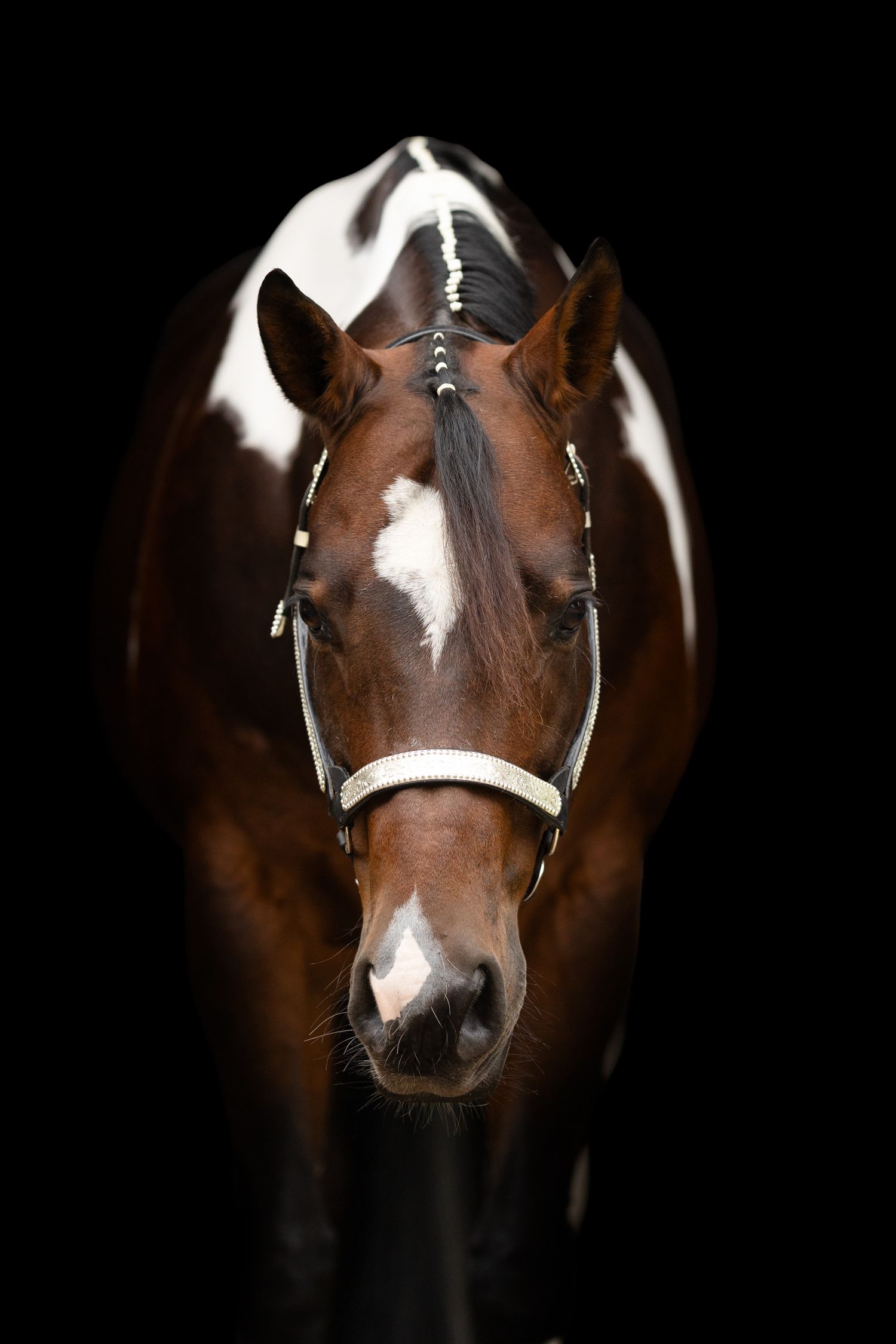 Close-up portrait of brown and white horse's face against black background.