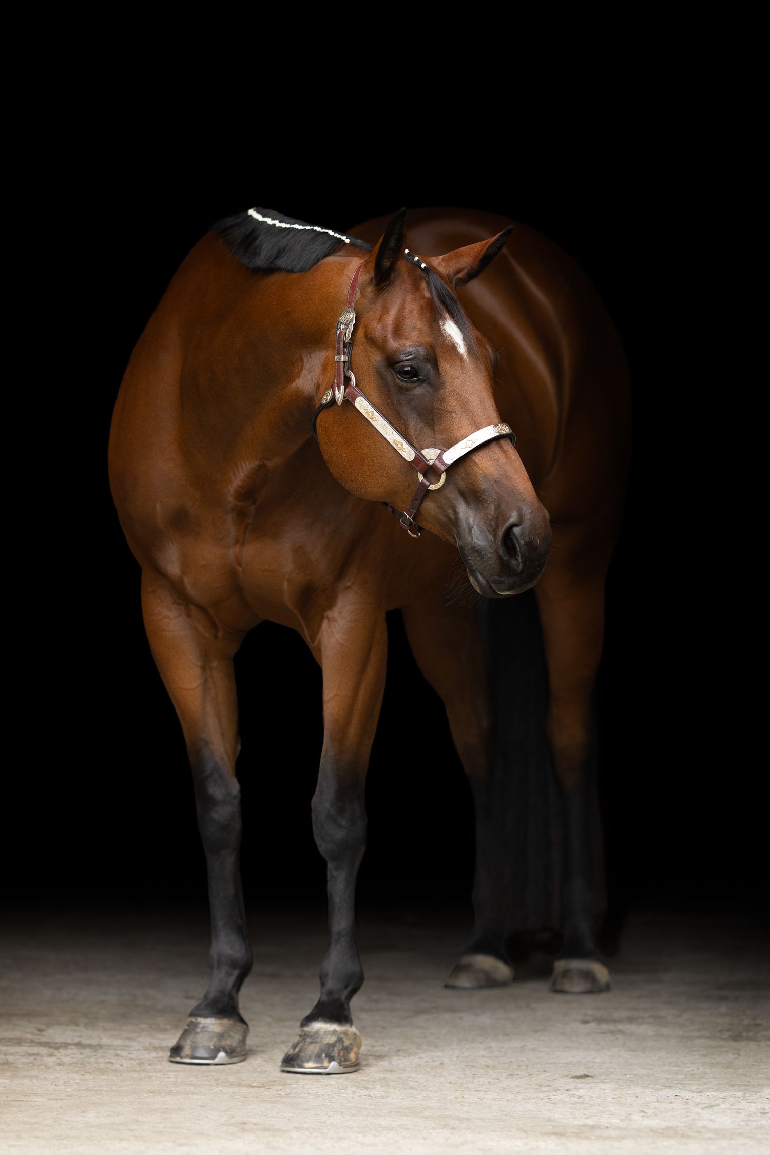 Brown Quarterhorse shown against dark background in artistic composition.
