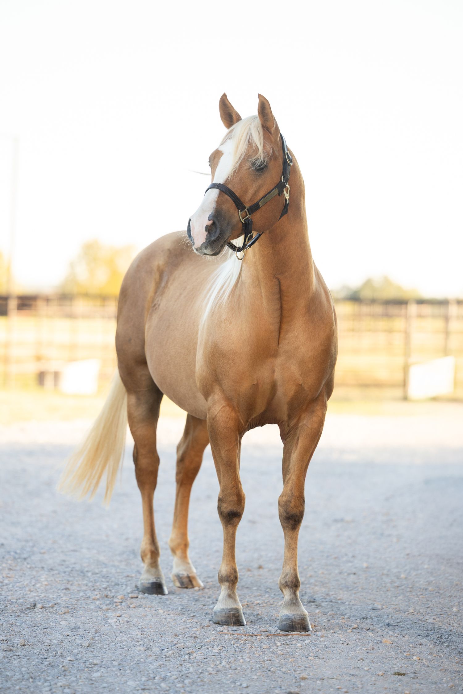 Low angle shot of palomino horse's legs and body on gravel ground.