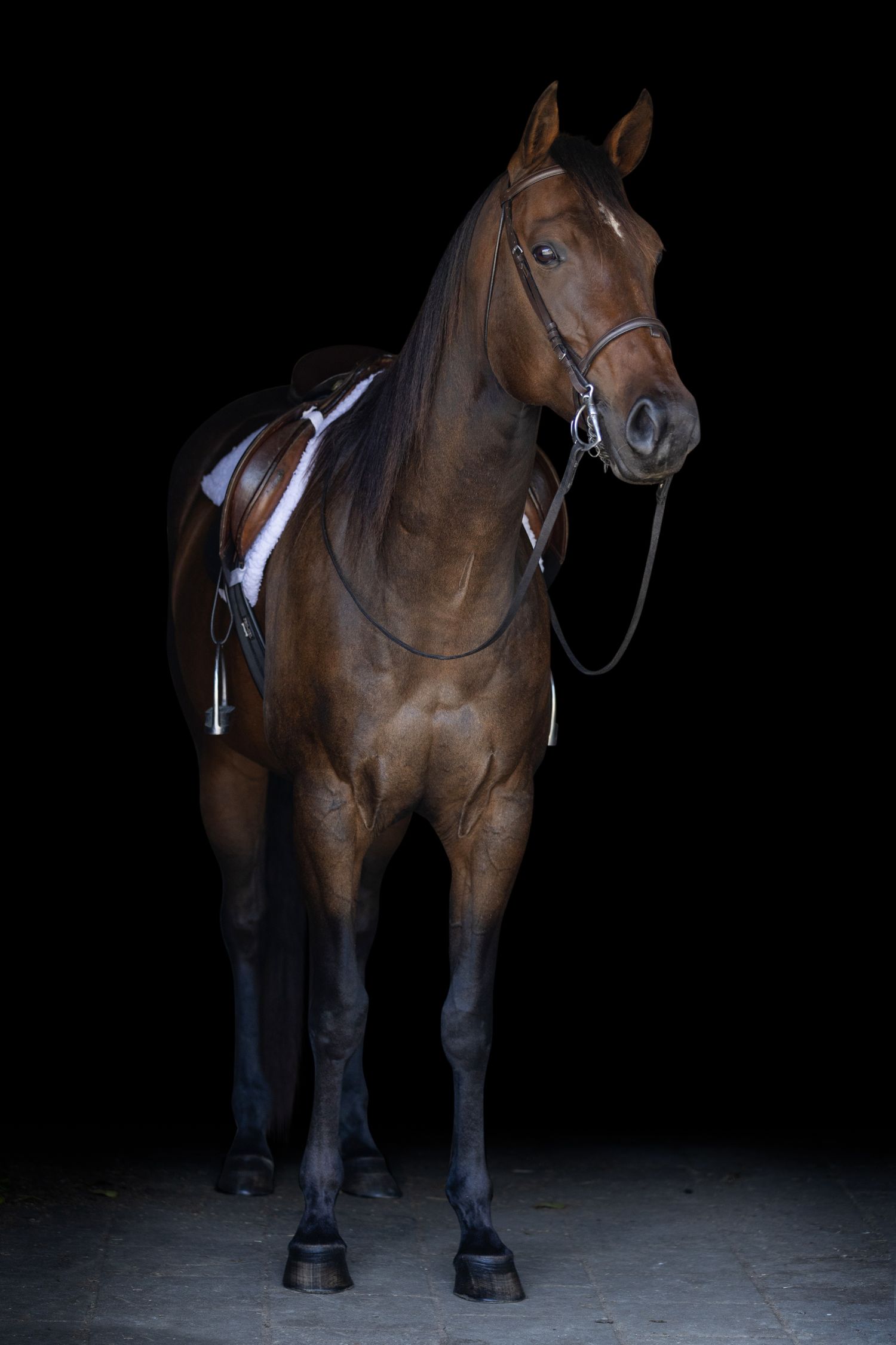 Athletic bay horse wearing English tack standing in dramatic studio lighting.