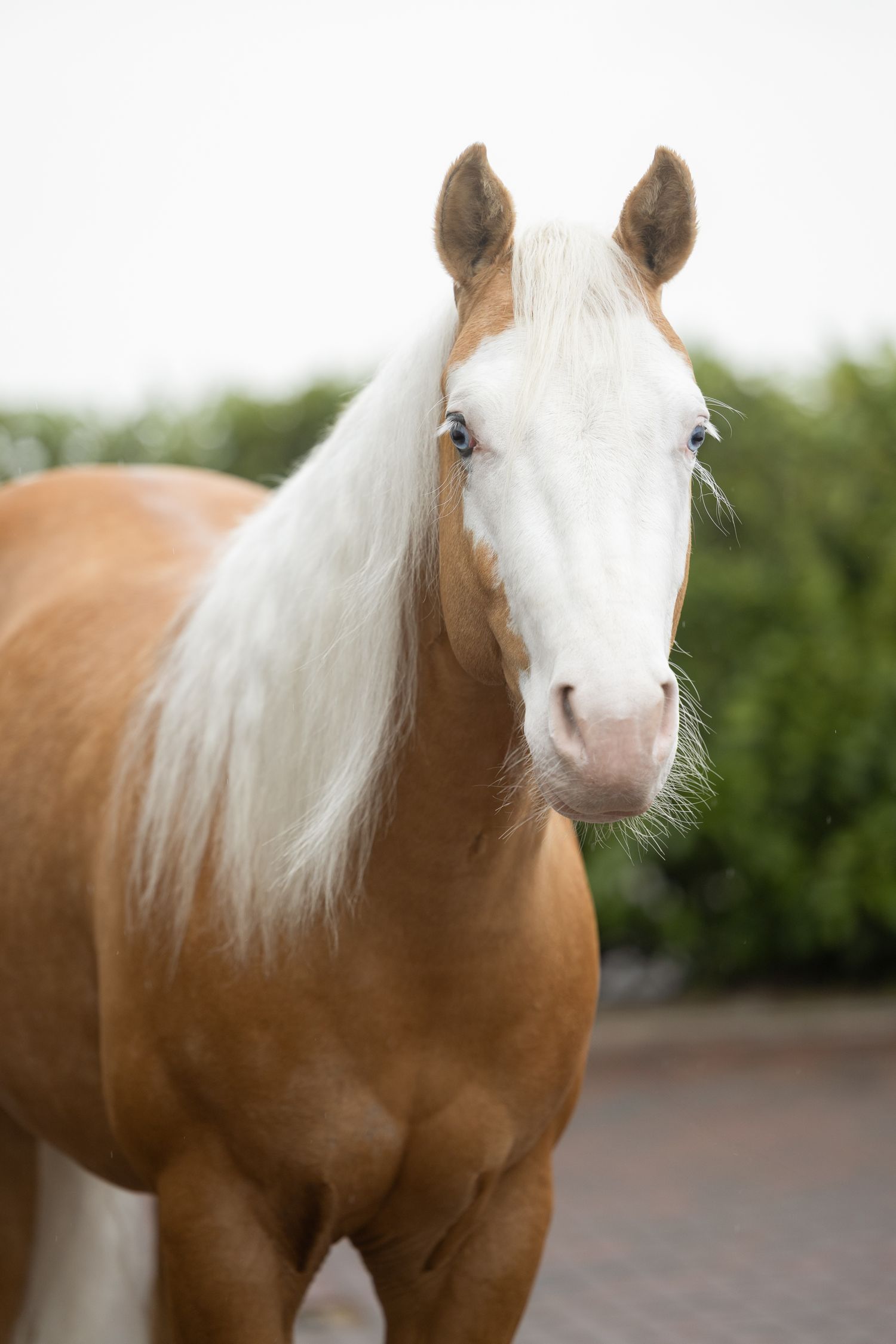 Close-up portrait of a brown and white horse with distinctive white mane against blurred background.