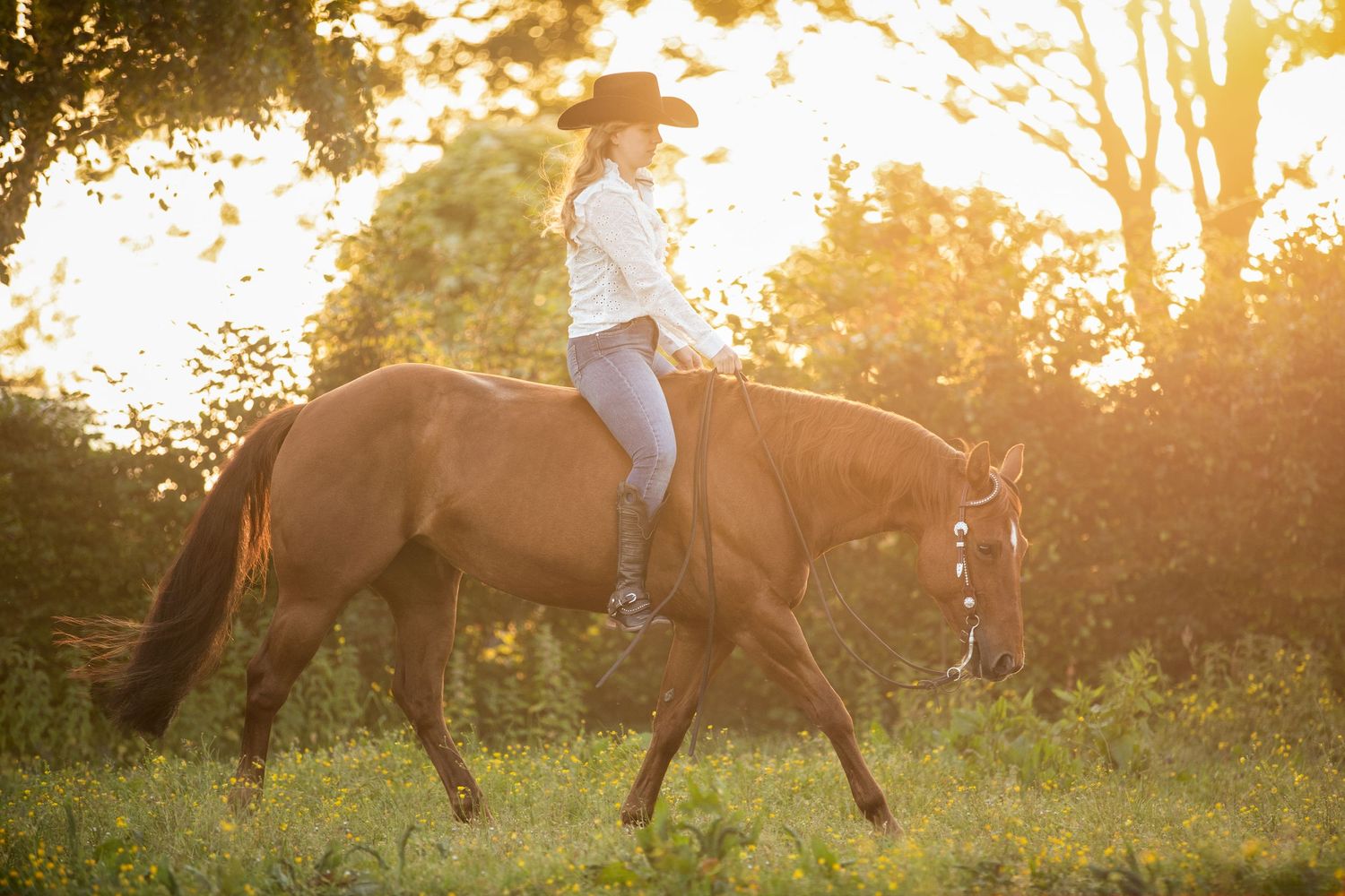 A brown horse and rider trot through a meadow backlit by golden sunset light.