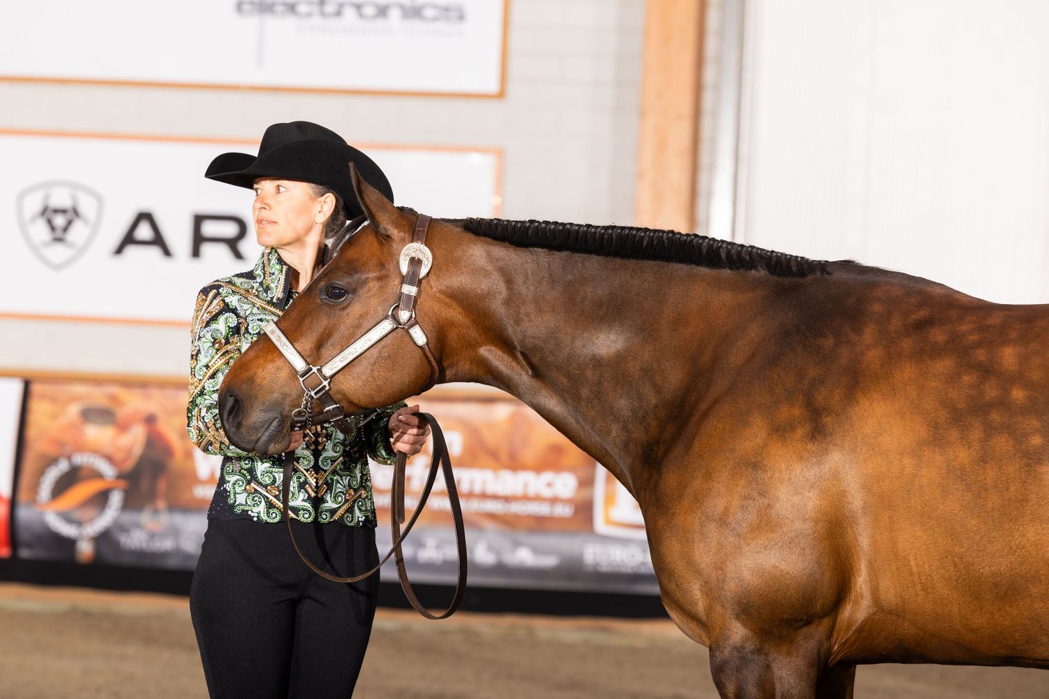 A close-up shot of a beautiful bay horse wearing show equipment in an indoor arena.