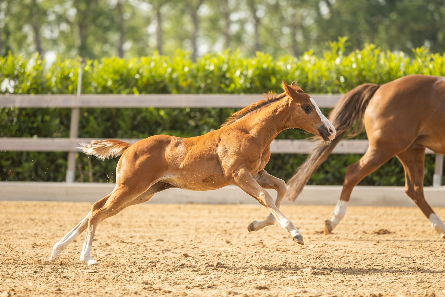 A chestnut foal gallops playfully alongside its mother in a sandy paddock with white fencing and green hedges.