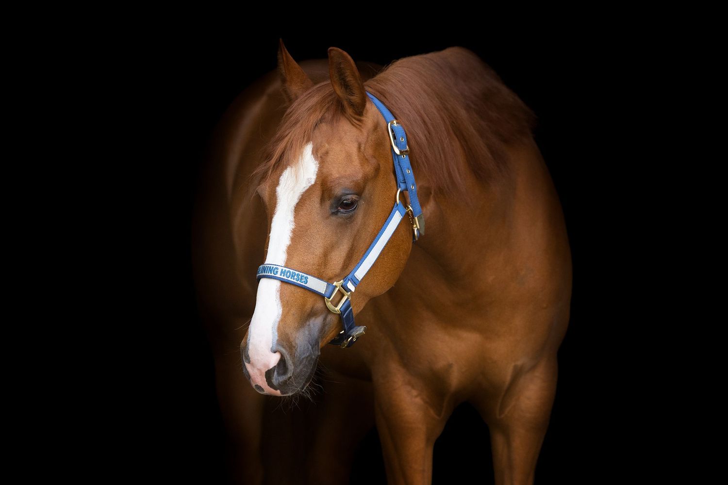 A chestnut colored horse with a white blaze stands against a dark background wearing a blue halter.