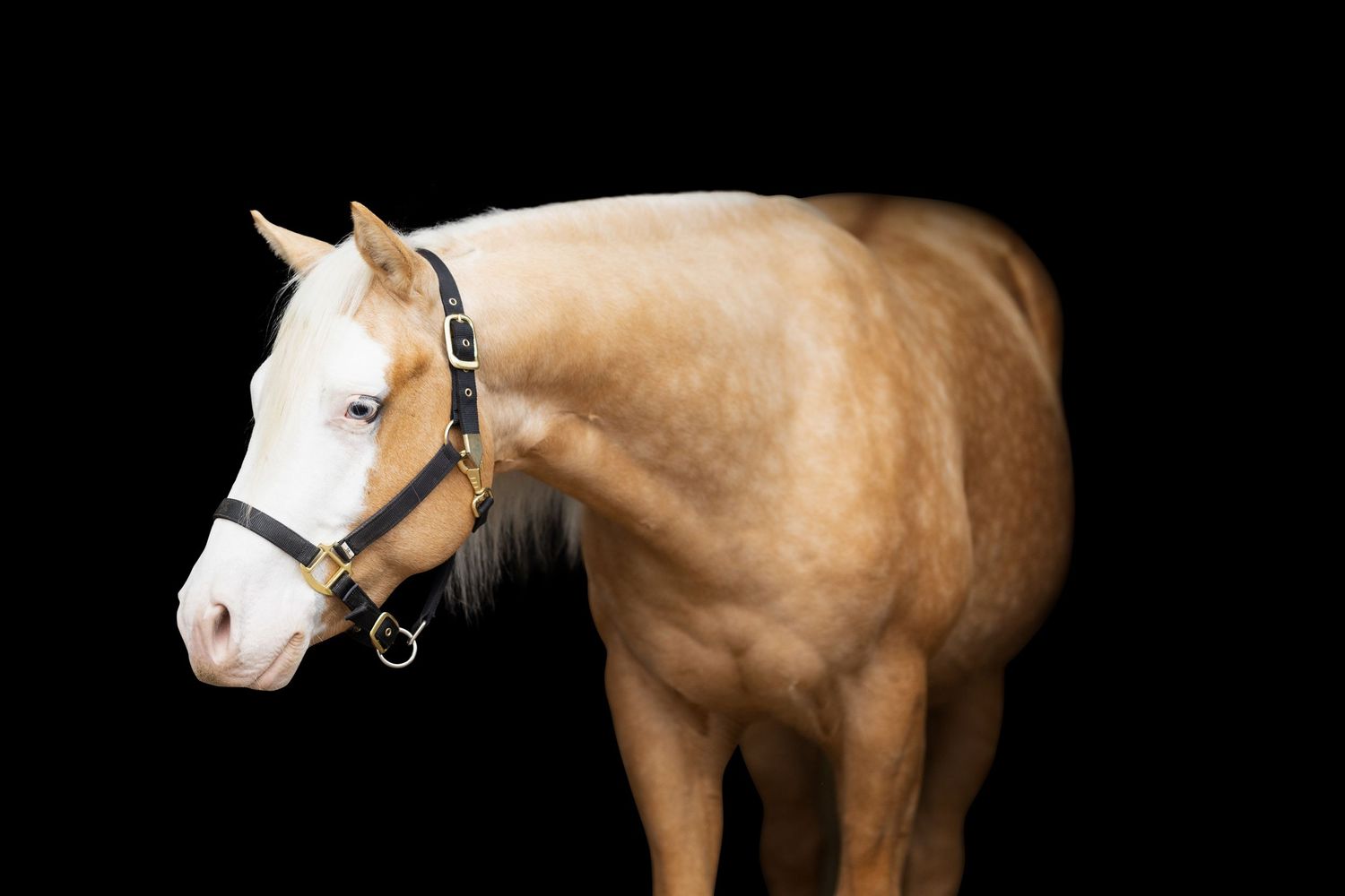 Side view of a cream-colored horse with white face and black halter on dark background.