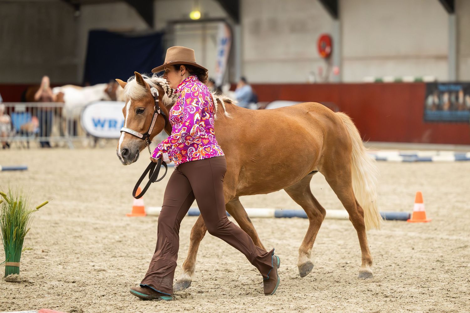 Handler leading palomino horse through showmanship pattern.