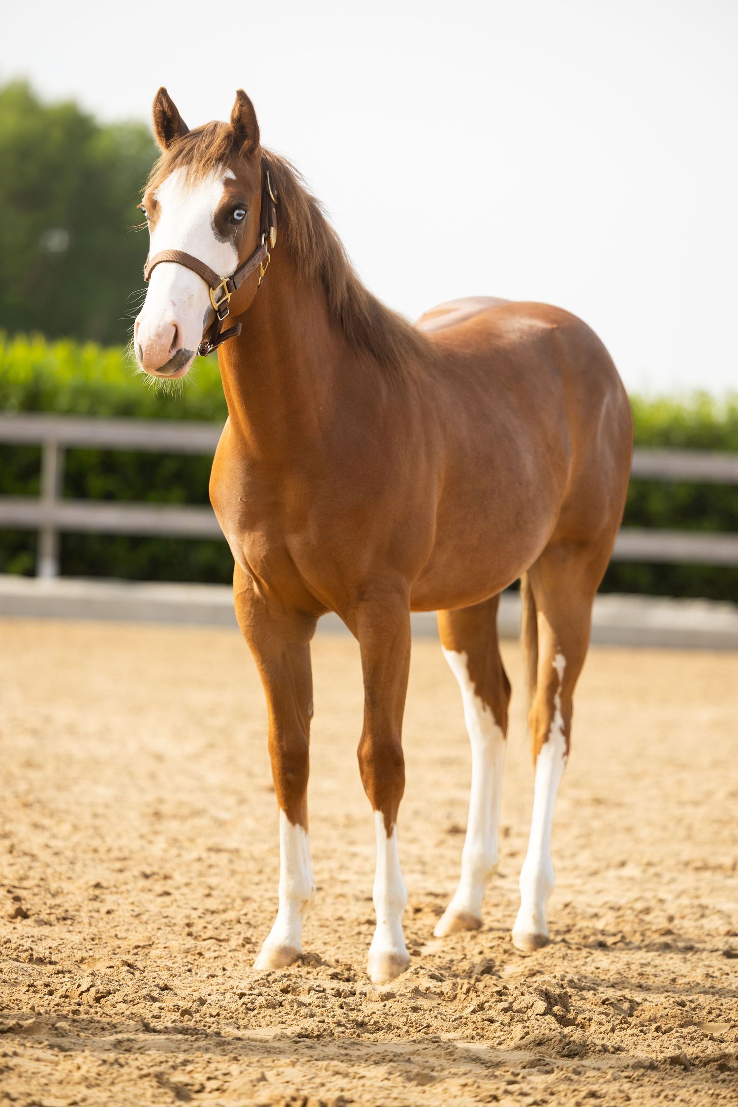 Chestnut foal with white markings and blue eyes stands in sandy arena wearing brown halter, bathed in golden sunlight.
