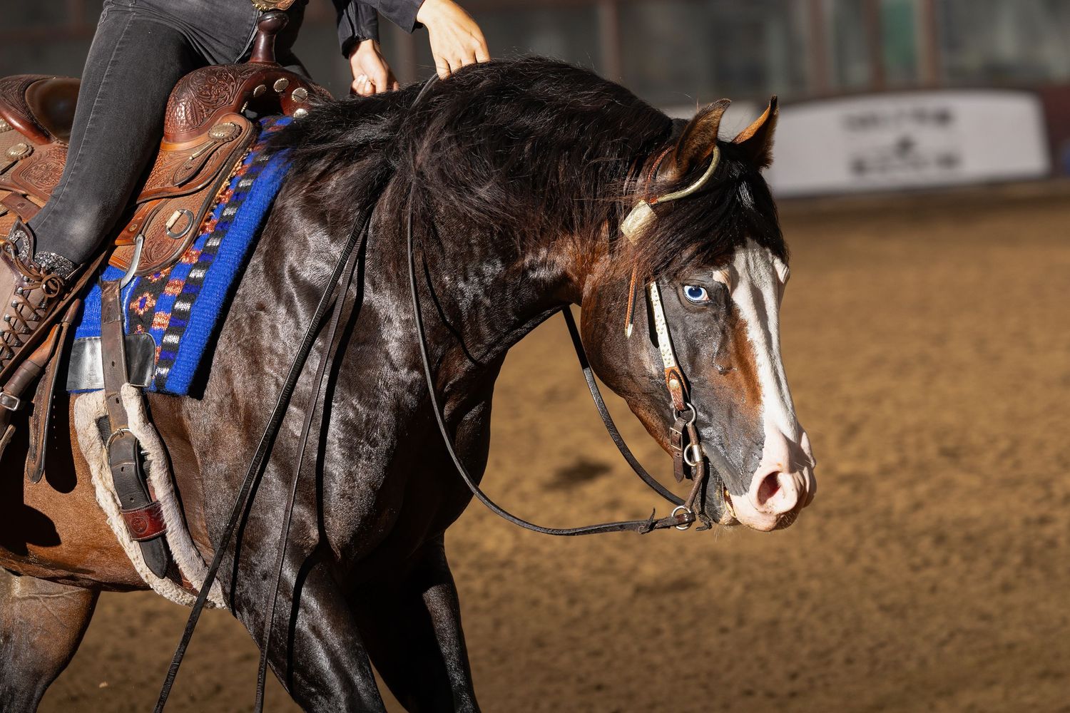 Close-up views of western riding equipment and tack during competition.