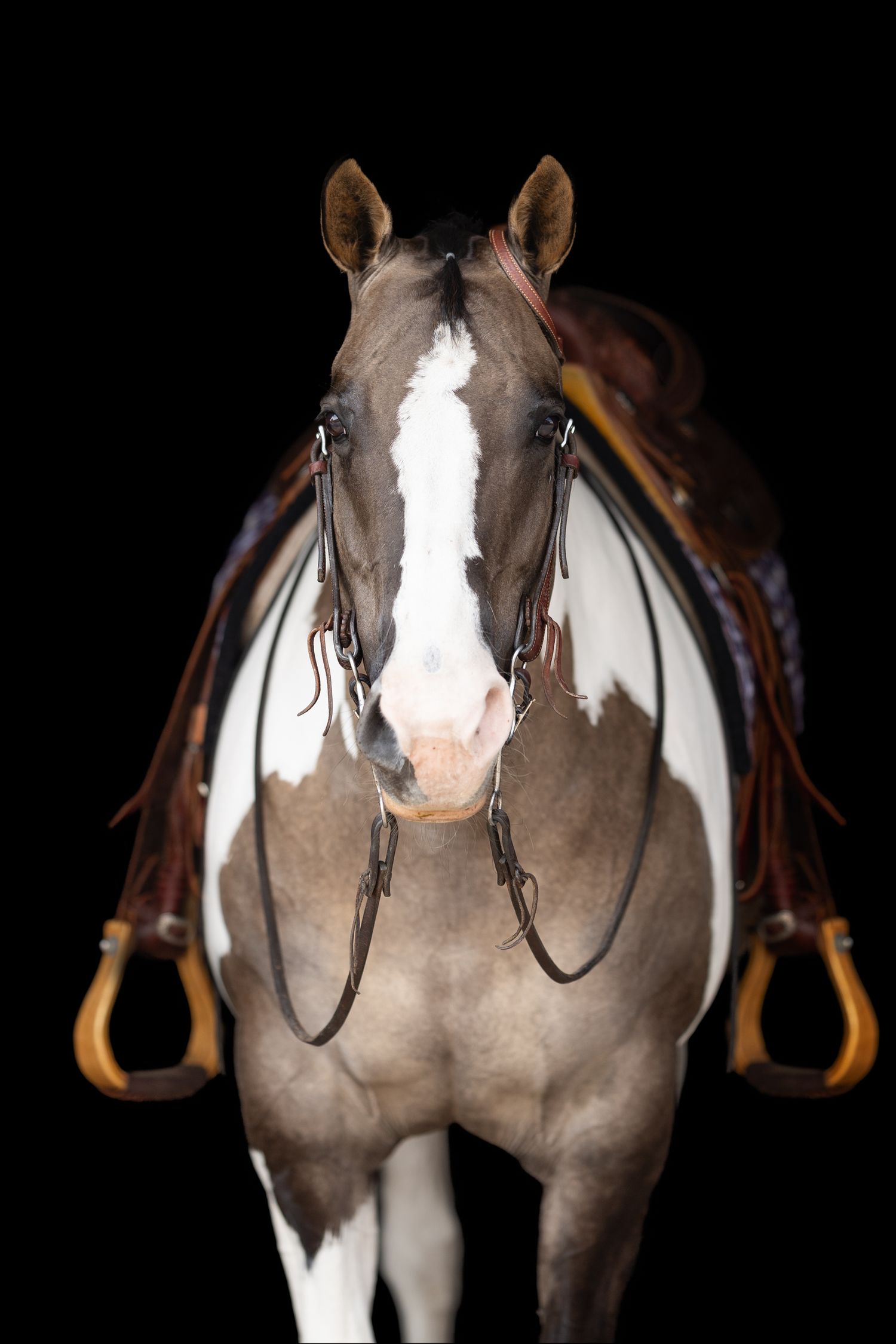 A close-up front view of a paint horse with bridle and saddle against a black background.