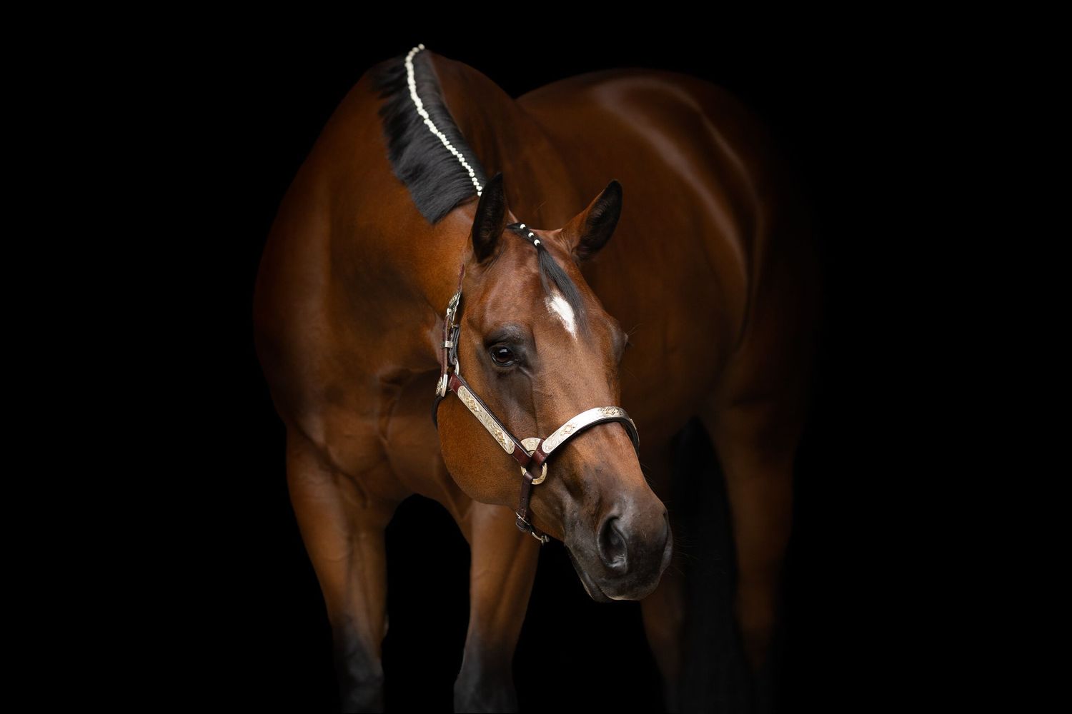 Close-up profile shots of a bay horse with white markings against dark background.