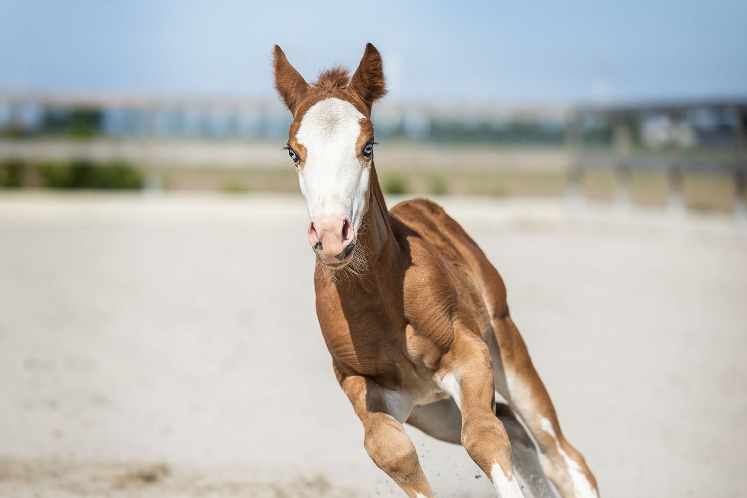 Young chestnut horse galloping energetically across a sandy arena.