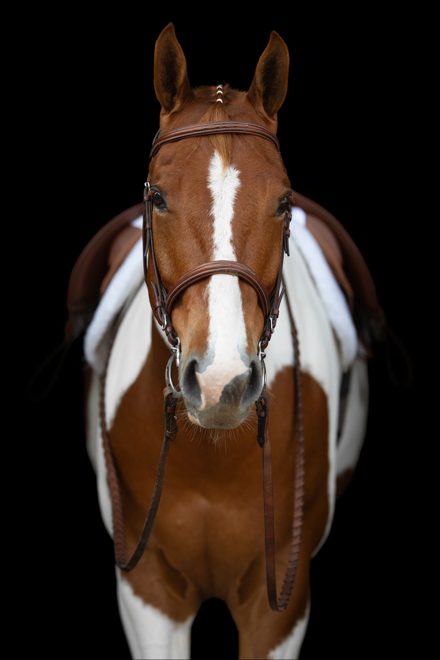 Close-up portrait of a brown and white paint horse wearing a bridle against black background.