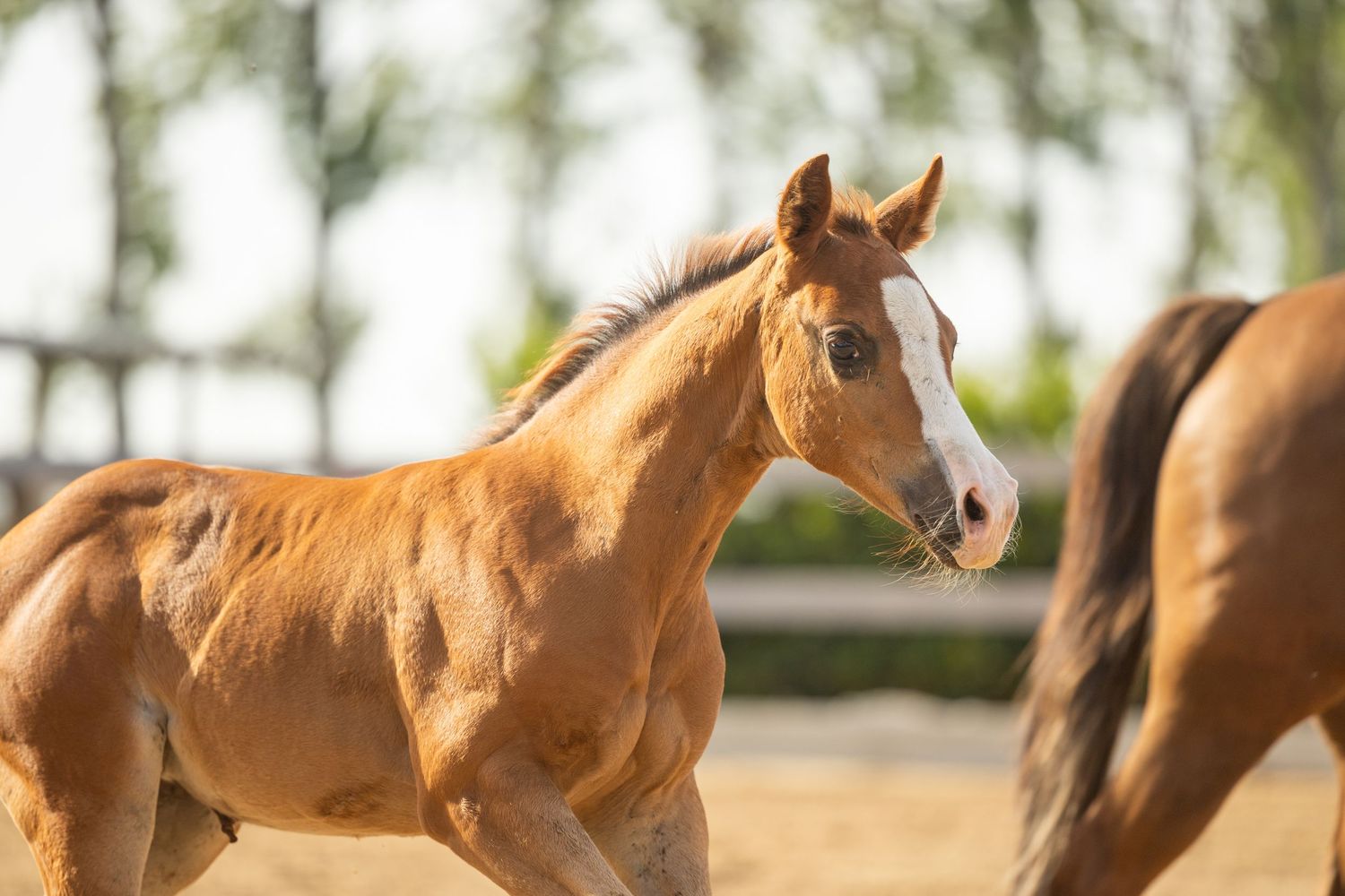 A young chestnut foal with a white blaze runs freely in a sunny paddock with trees in the background.