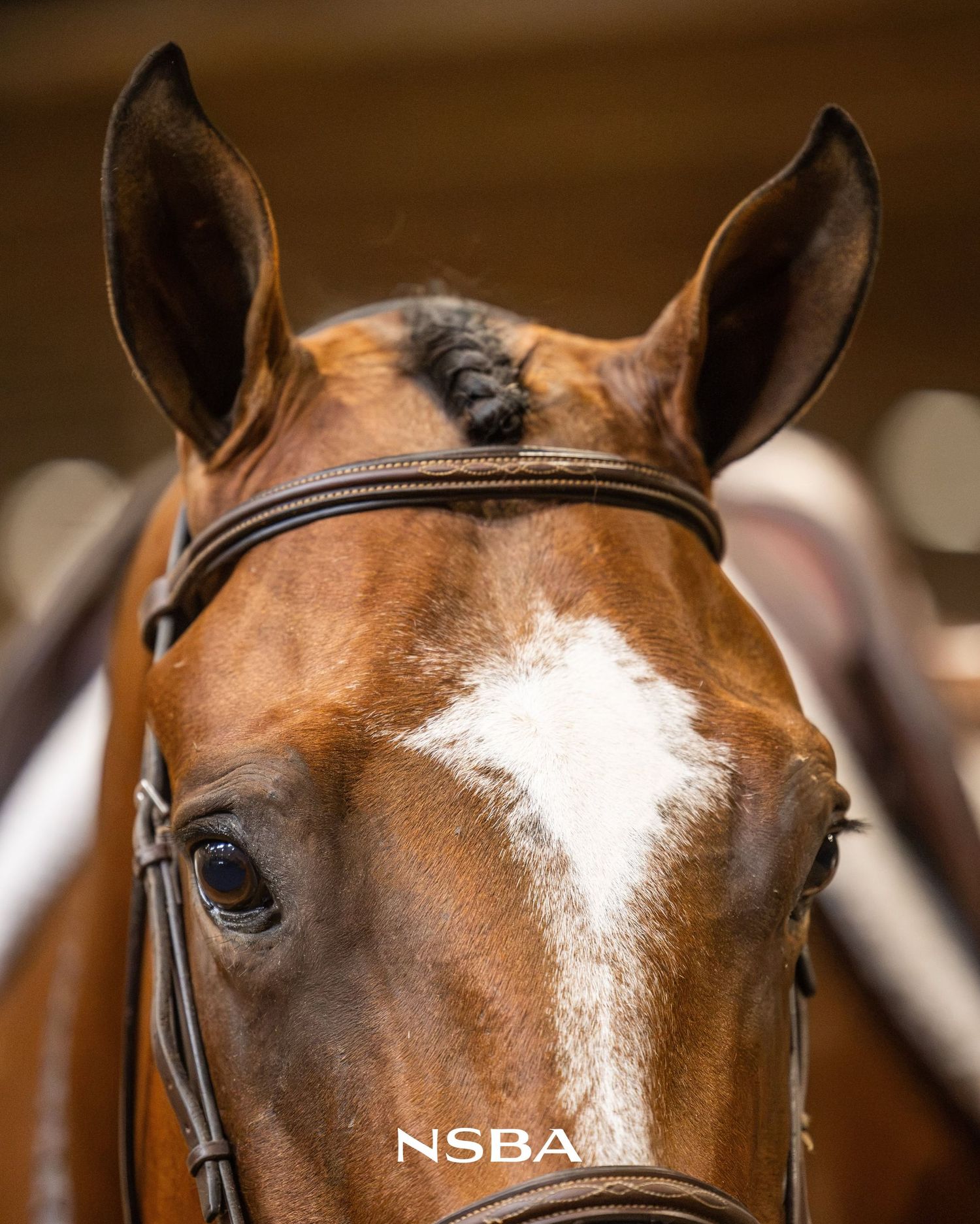Close-up portrait of a chestnut horse with a white blaze wearing a bridle, captured by Claudia Dermois at the NSBA World Show