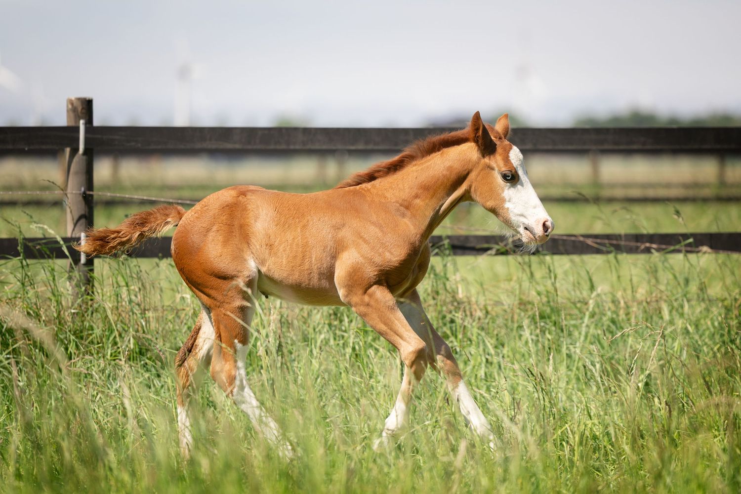 Young chestnut foal with white markings running through a grassy field.