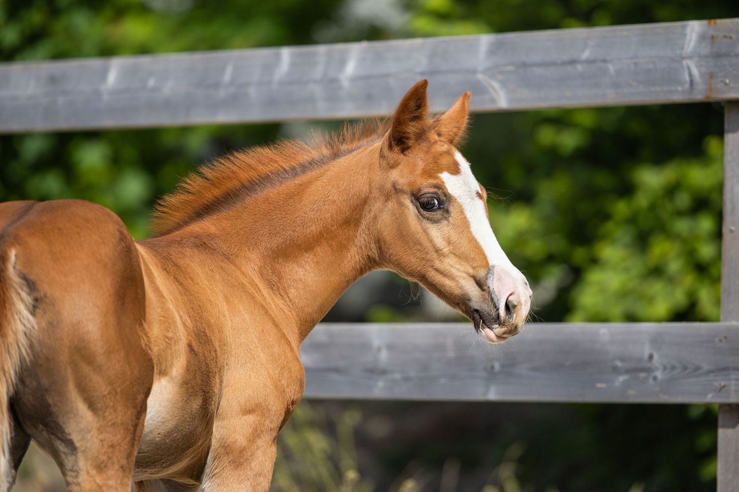 Young chestnut horse with white facial markings gazes to the side near a wooden fence.