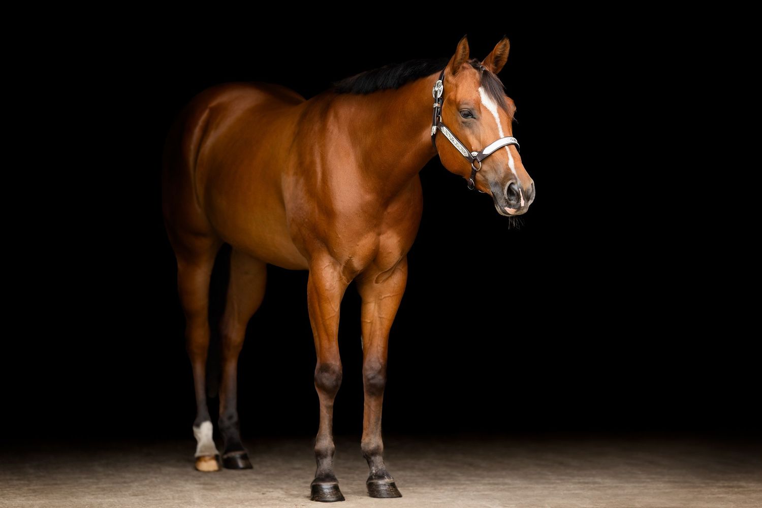 Chestnut horse shown in profile against dark background with dramatic studio lighting.