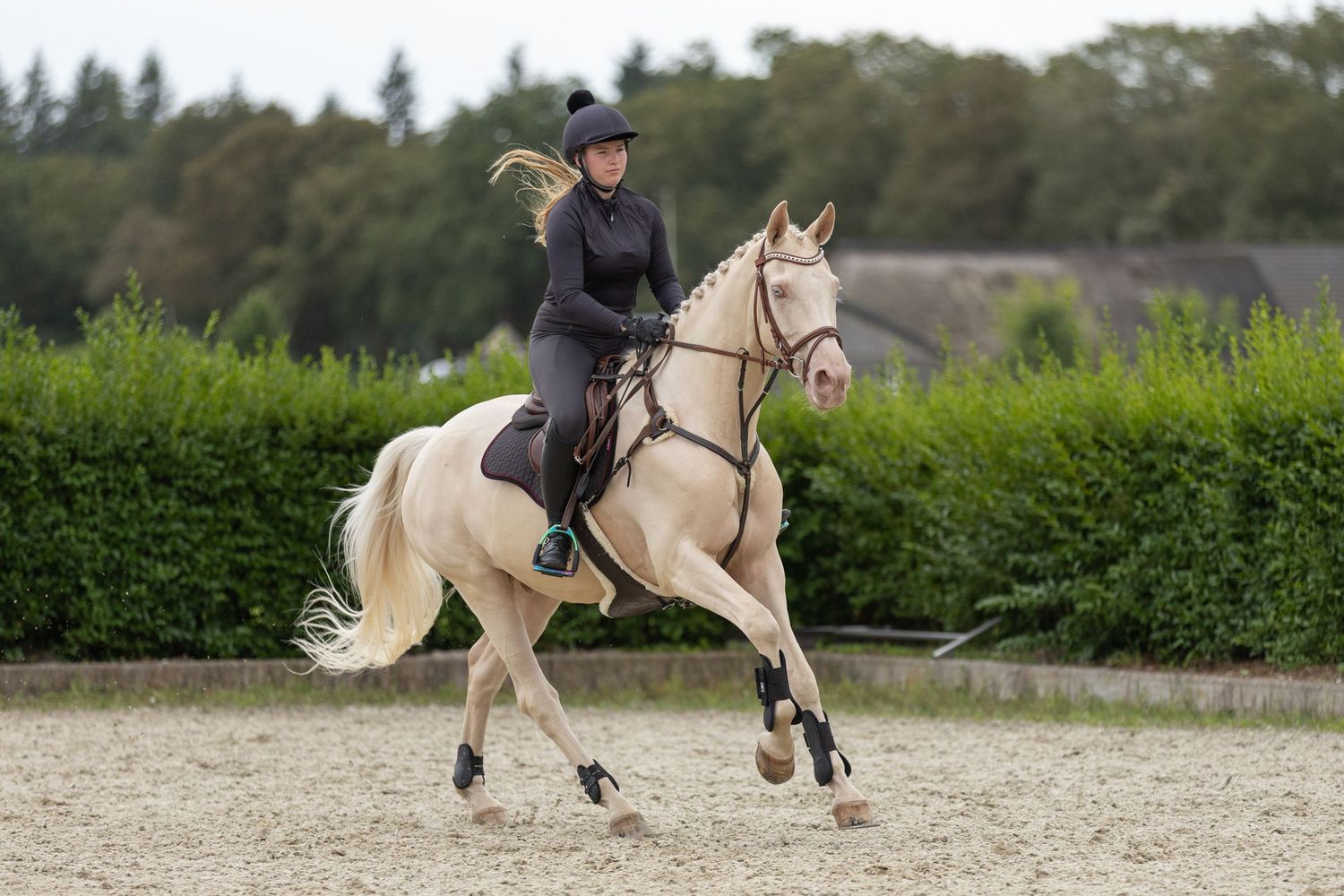 A horse and rider galloping past green hedges in an outdoor arena.