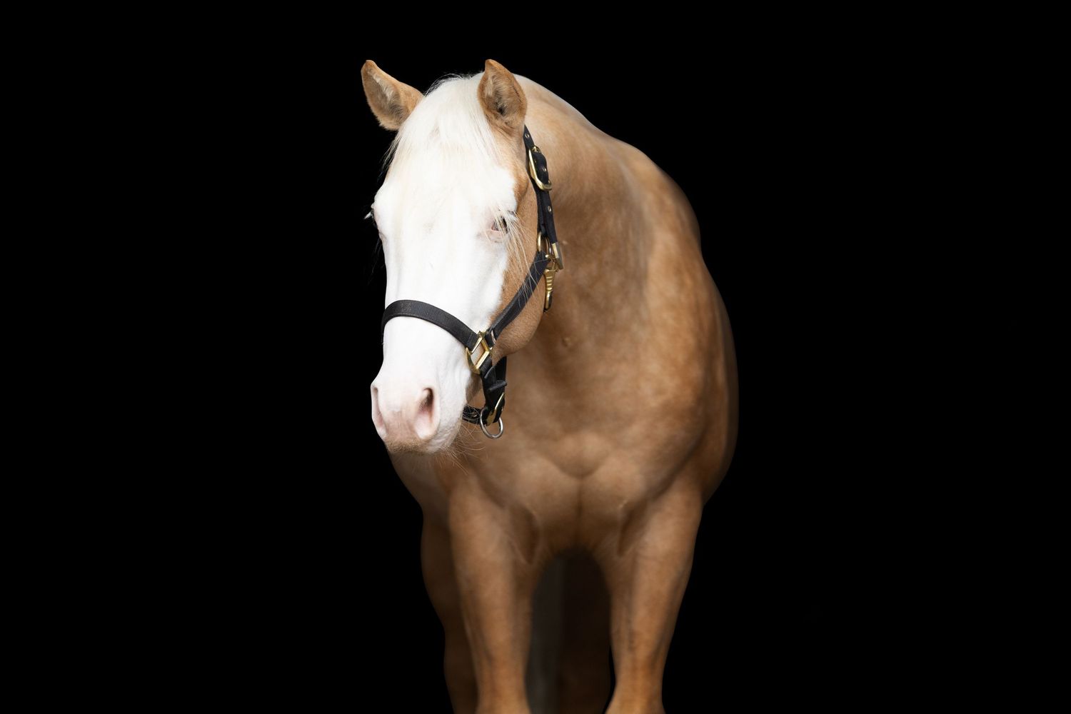 Portrait of a light-colored horse with distinctive white markings against dark backdrop.