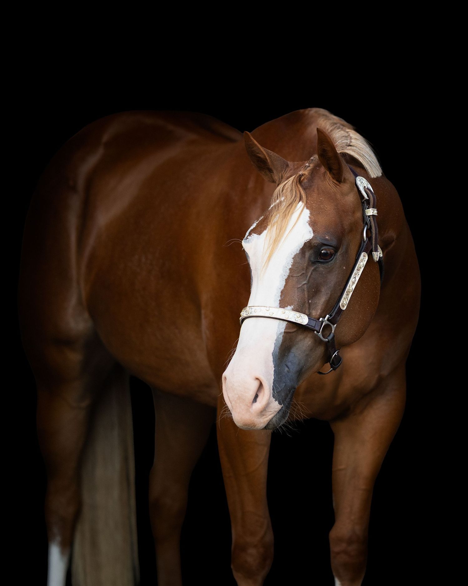 Chestnut horse with white blaze wearing a halter, posed against a dark black background in a professional portrait.