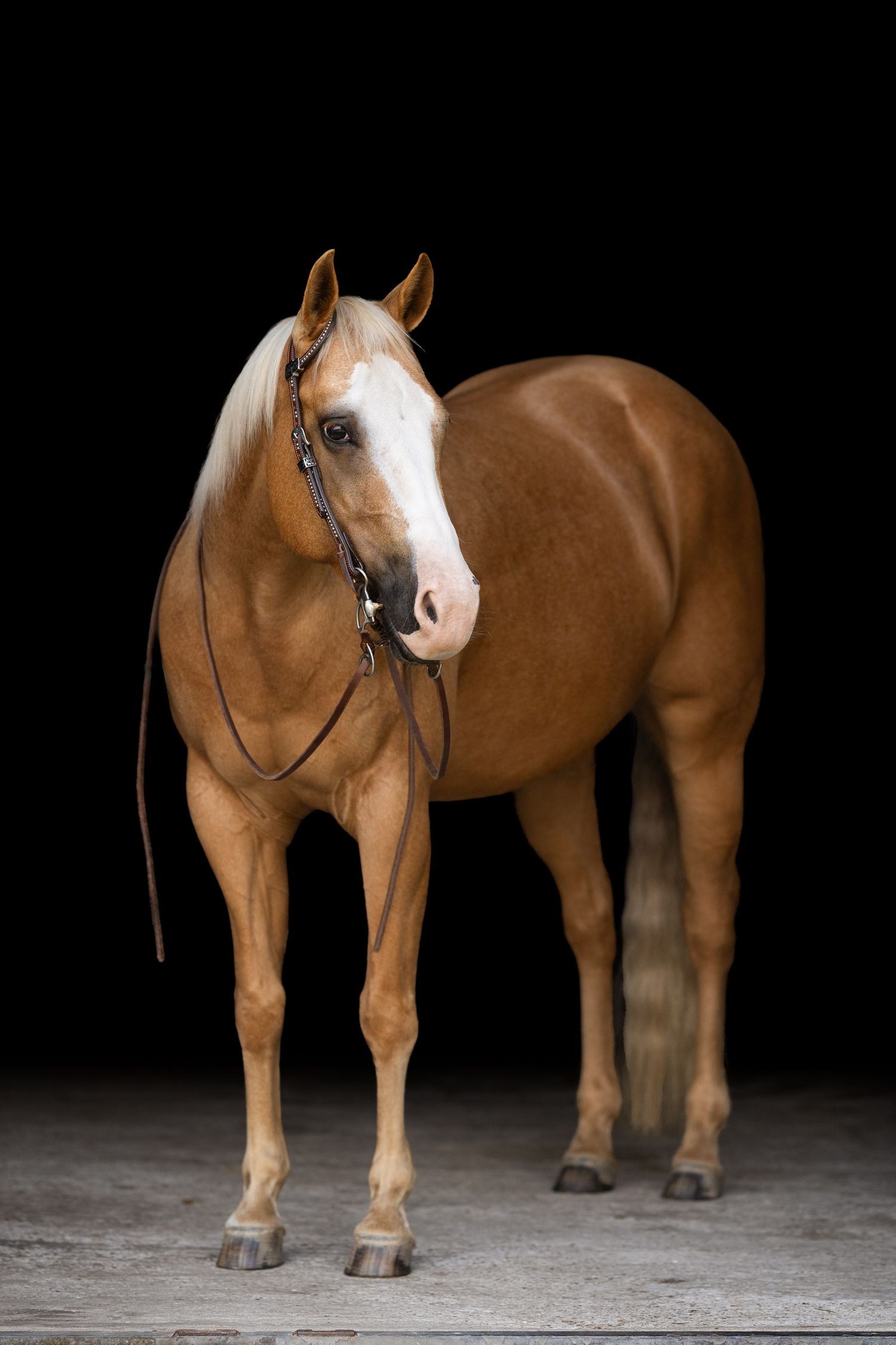 A chestnut colored horse with white facial markings stands against a black background wearing show tack.