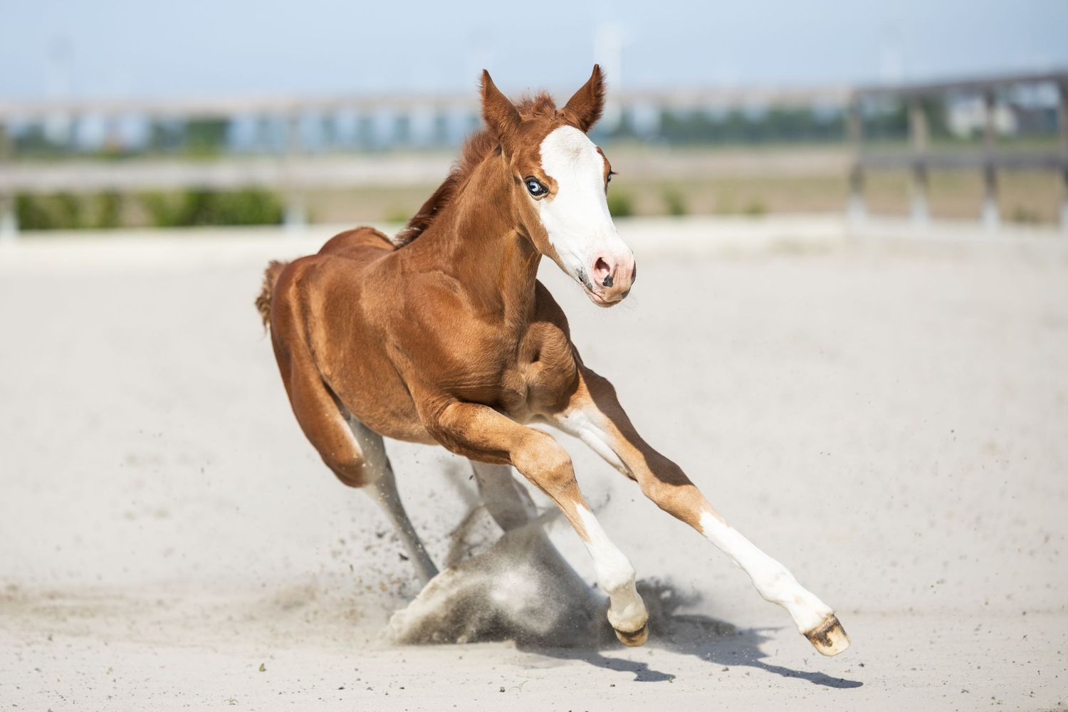 Chestnut foal kicking up dust while playing in a sandy arena.