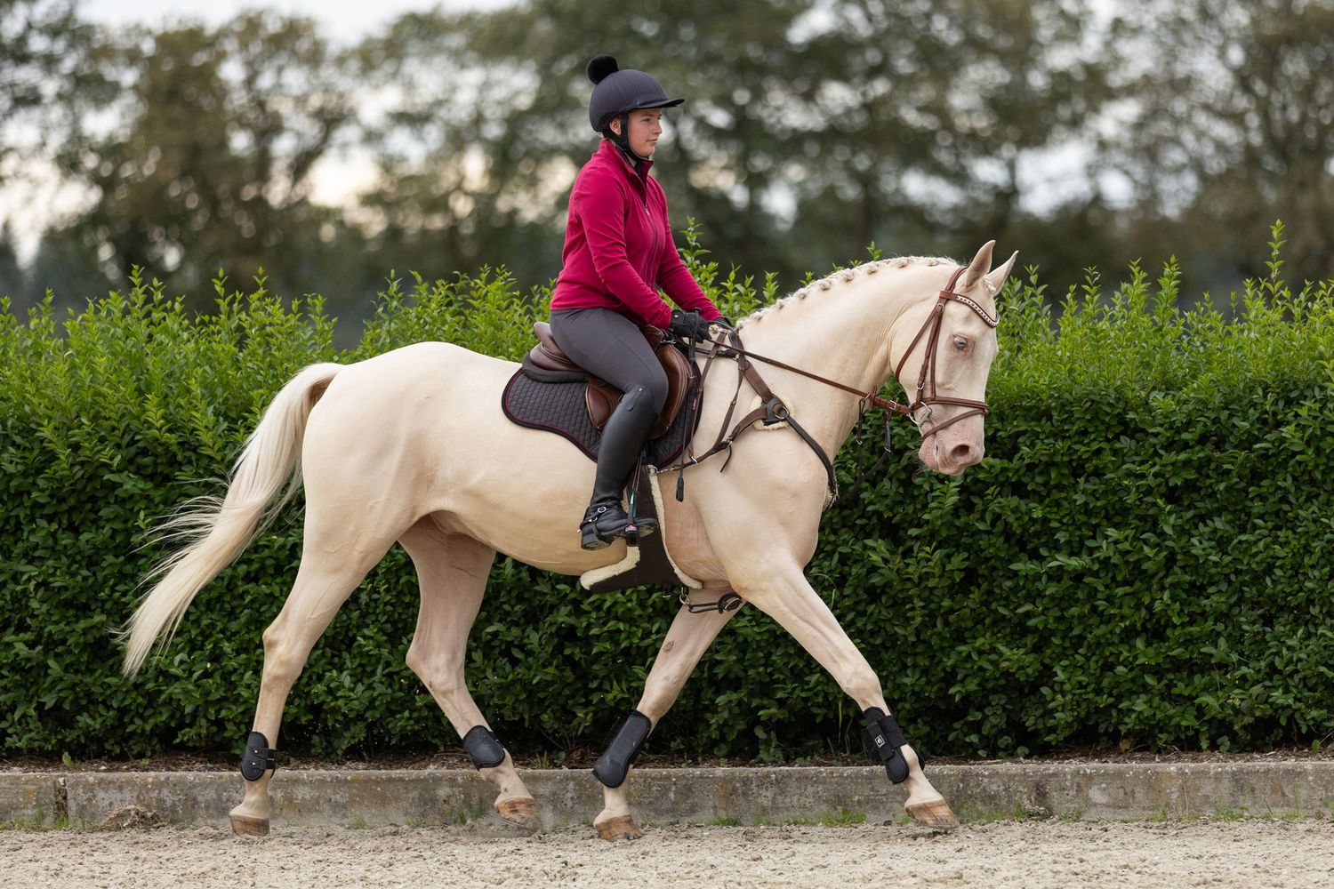 A cream-colored horse and rider trot past green hedges in an outdoor arena.