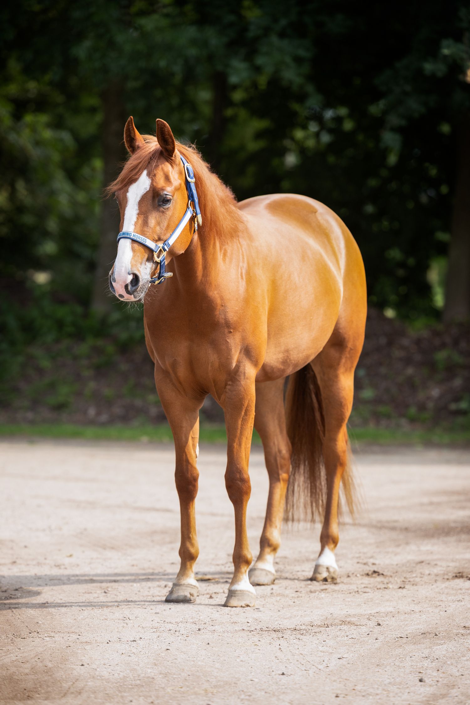 A chestnut horse with white socks stands on a dirt path surrounded by greenery.