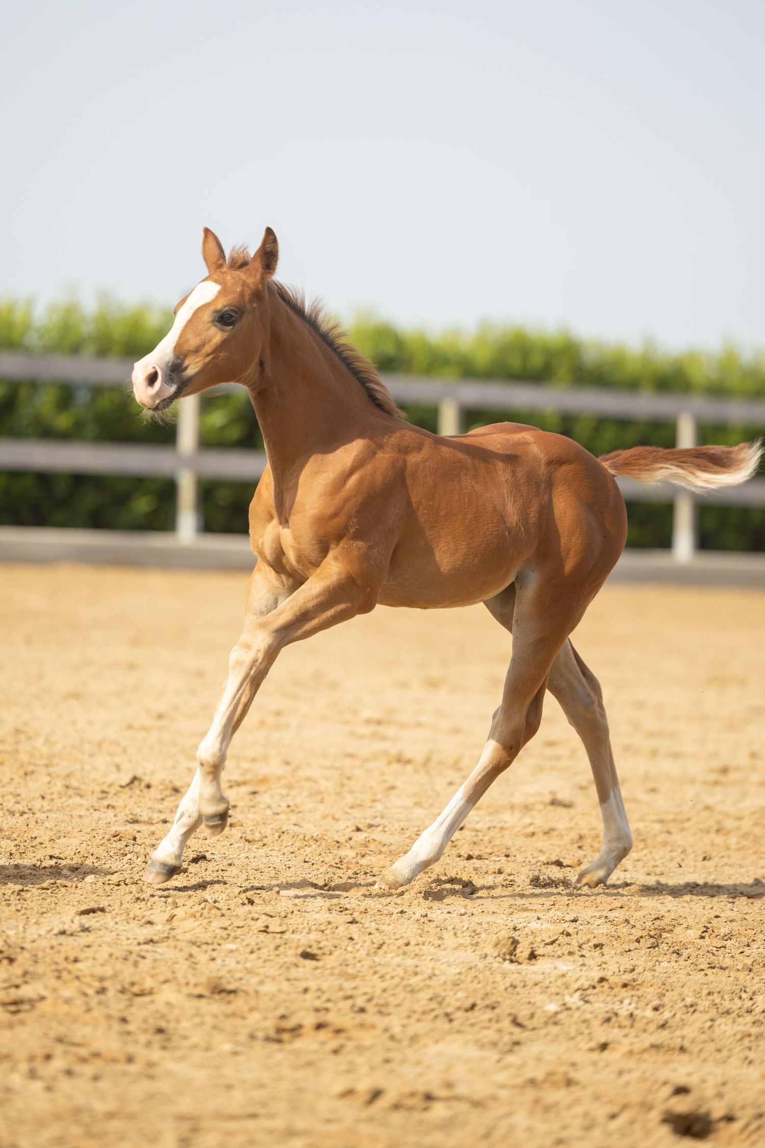 Chestnut foal with white markings trotting energetically across a sandy paddock with white fence and green hedges.