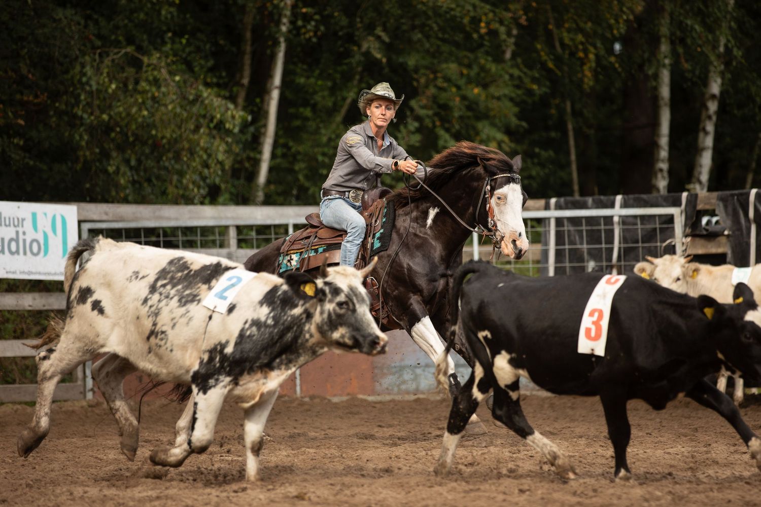 A rodeo rider on horseback chases cattle in an outdoor arena during a competitive event.