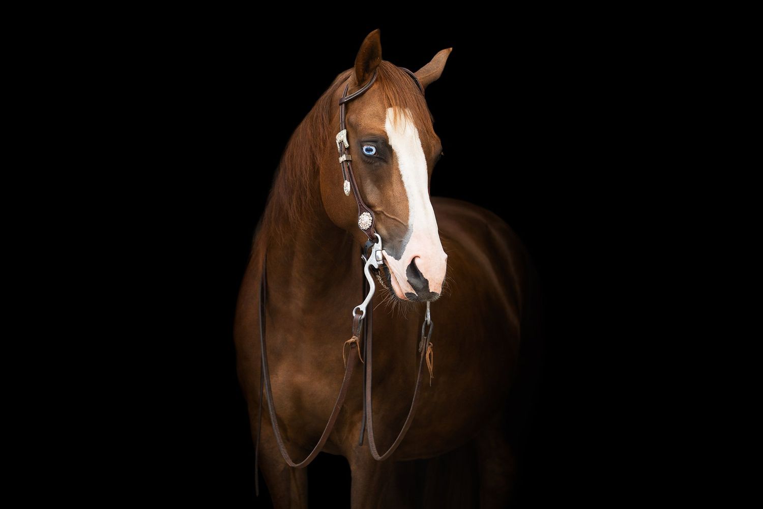 Close-up portrait of a bay horse with white markings against black background.