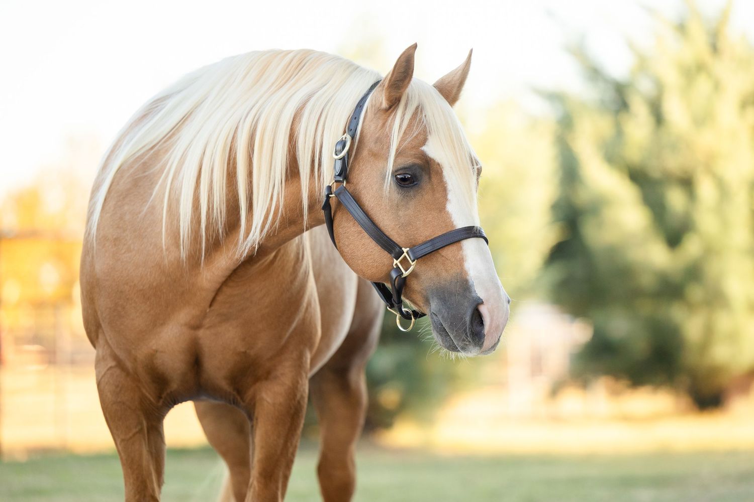 Side view of palomino horse wearing black halter against bright background.