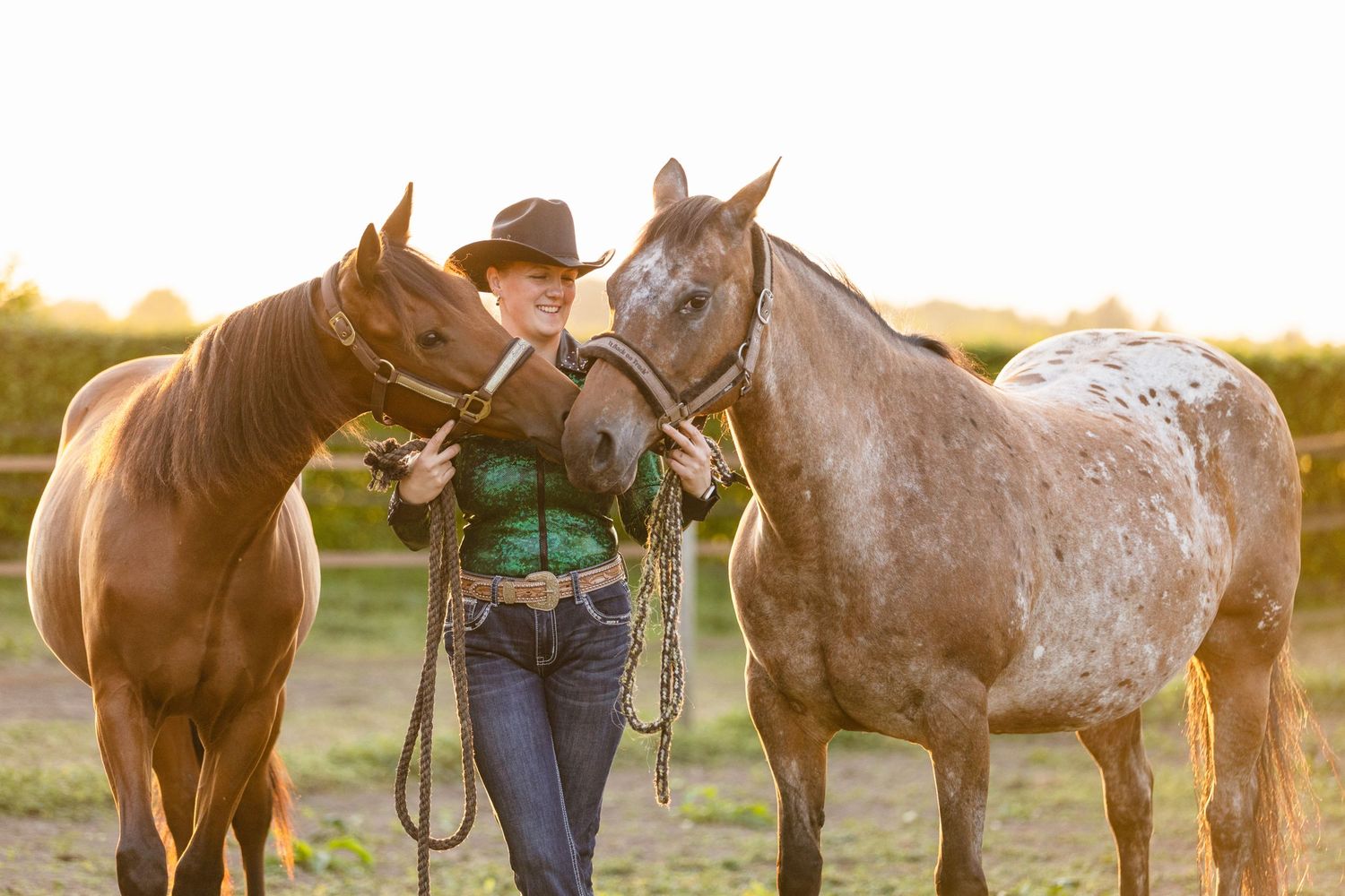 A group of horses standing in a pasture during golden hour sunset.