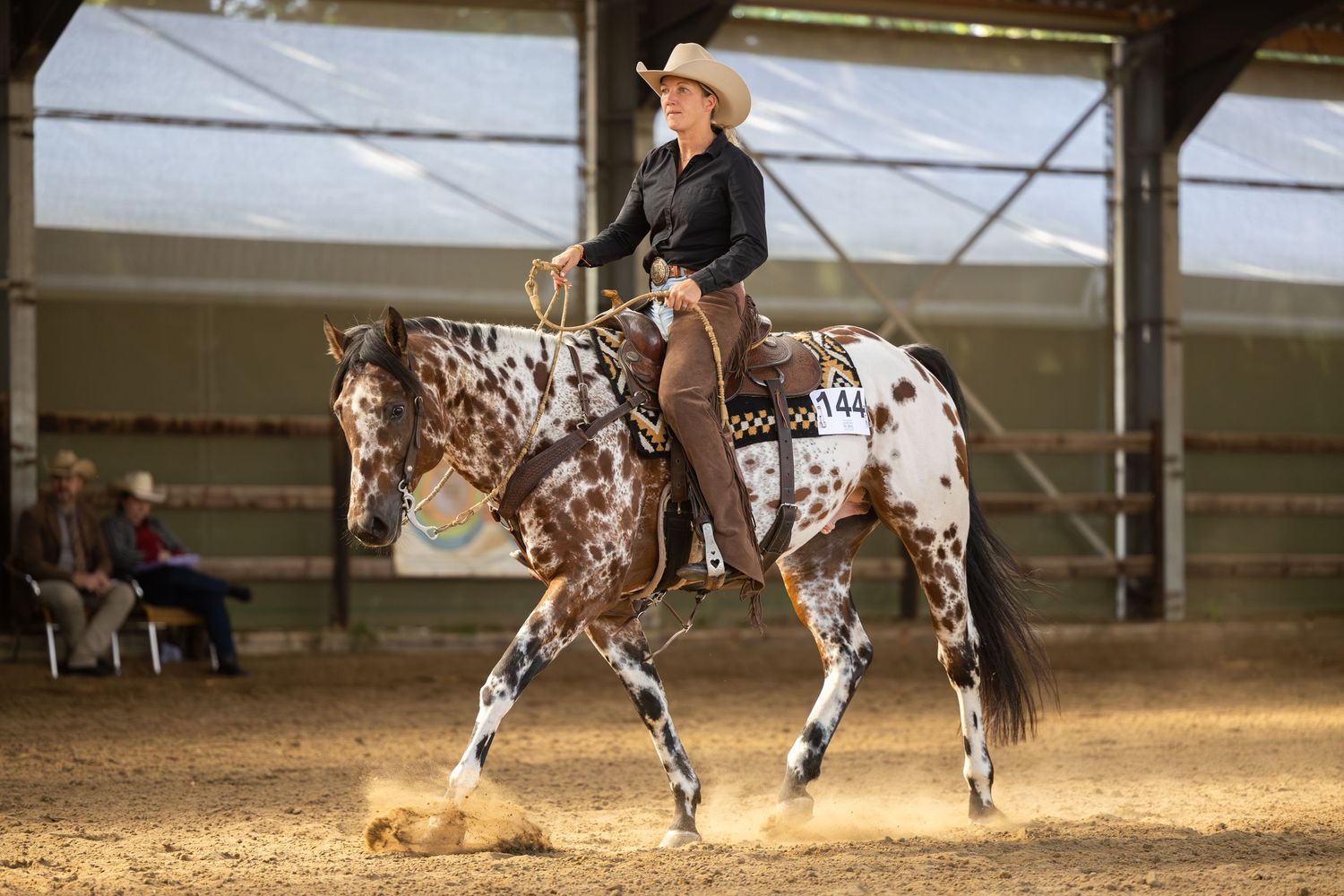 A spotted horse performing dressage movements in an indoor arena.