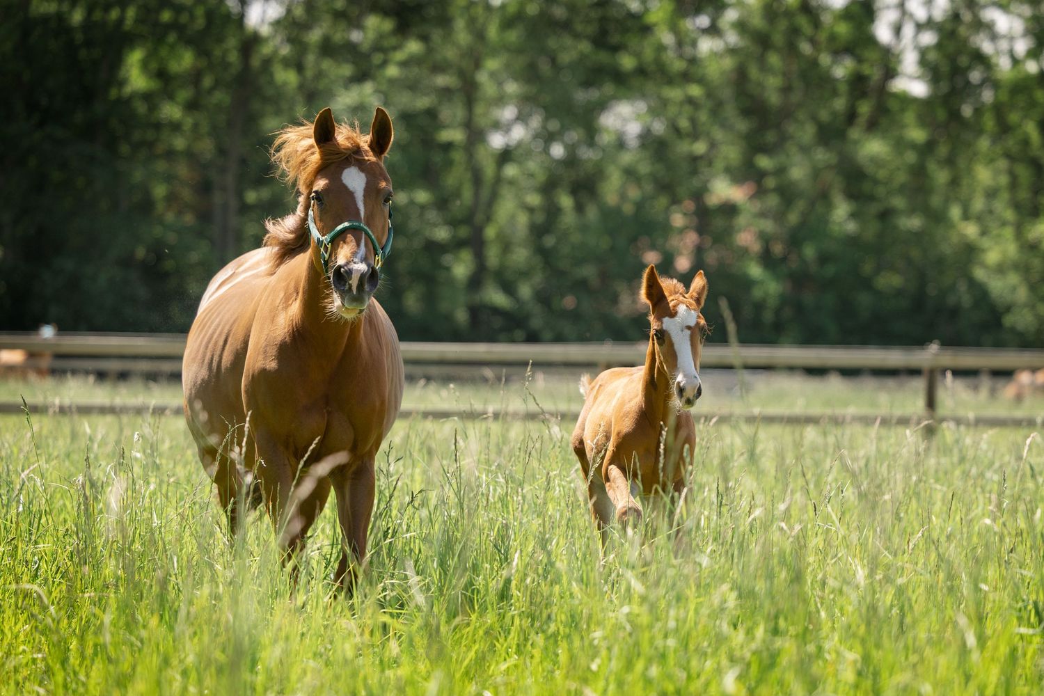 A mare and foal standing together in a lush green pasture with trees in the background.