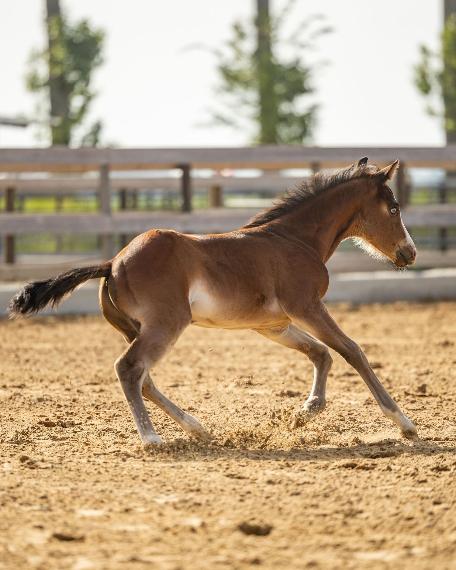 Energetic bay foal cantering freely in sunny sandy arena with wooden fence and trees in background.