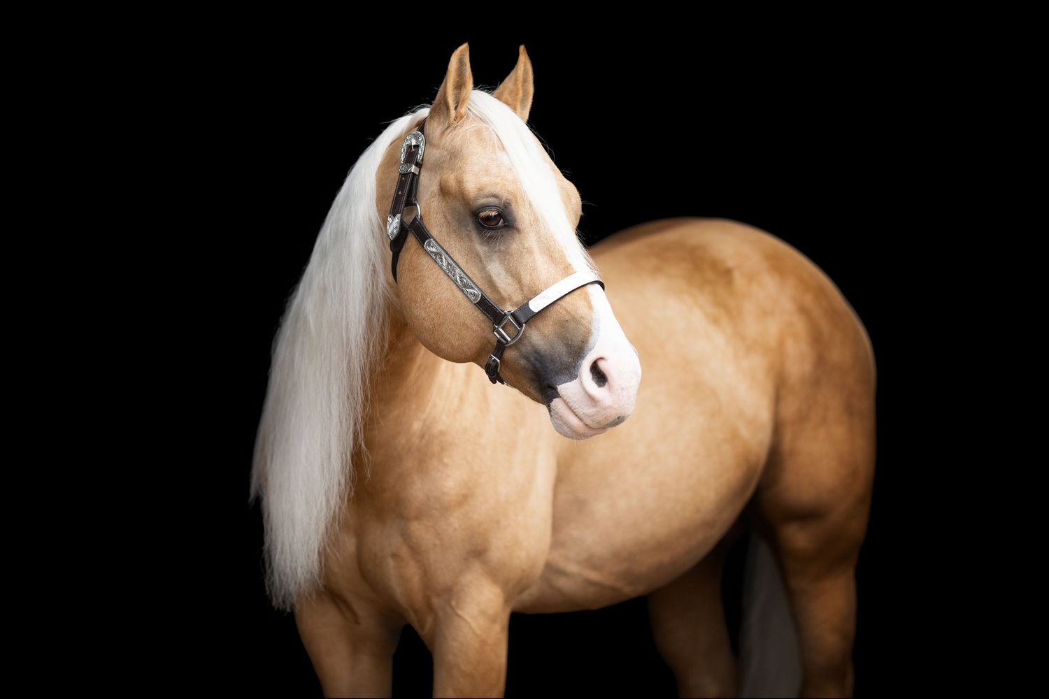Portrait of palomino horse with white mane against black background wearing show halter.