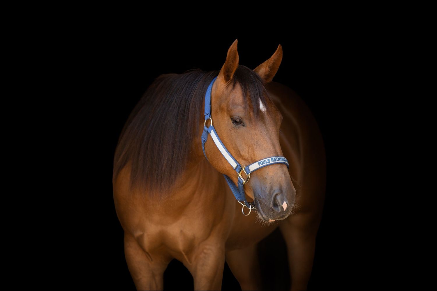 Close-up portrait of chestnut horse wearing blue halter against black background.