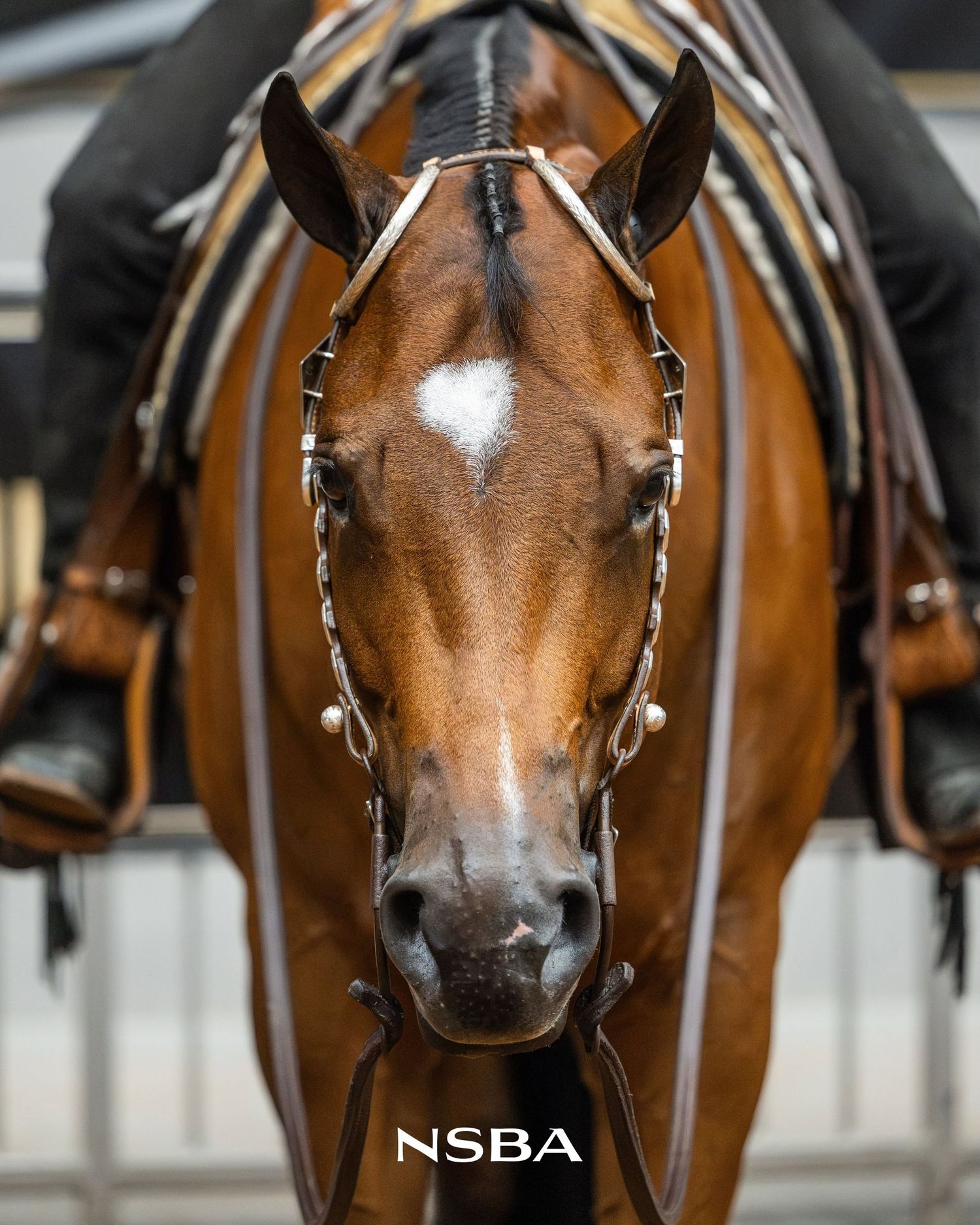 Close-up portrait of a bay horse with white star wearing silver bridle, photographed at NSBA equestrian event.