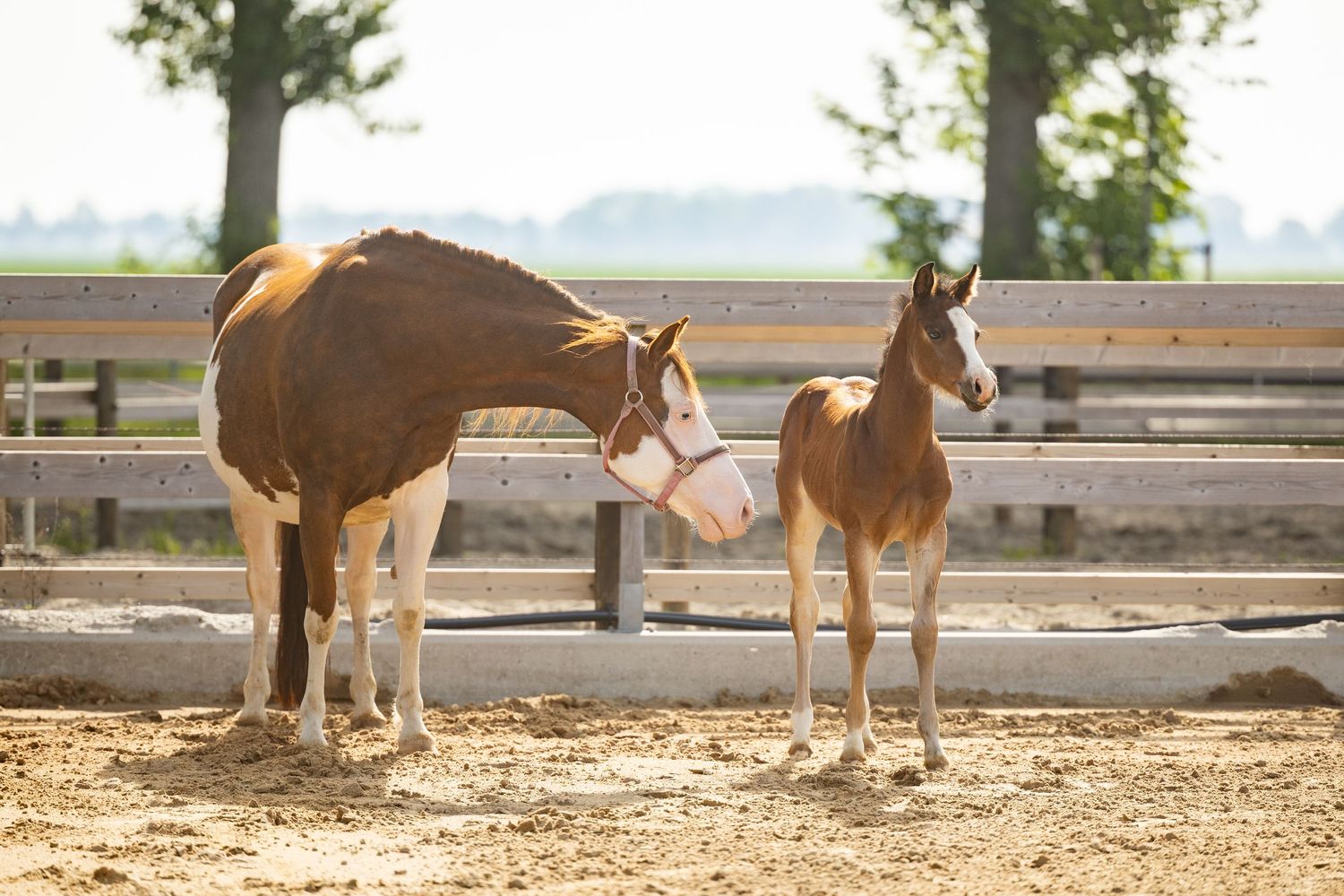 A chestnut mare and her young foal stand together in a sunny sandy paddock with wooden fence rails in the background.