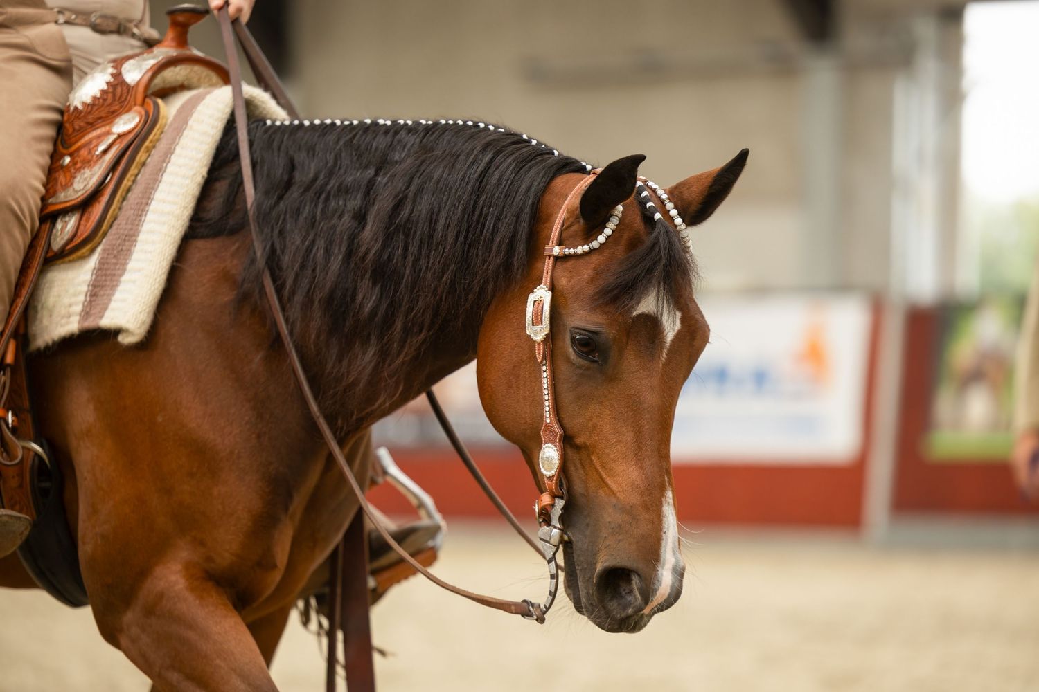Close-up profile of bay horse with western bridle and reins.