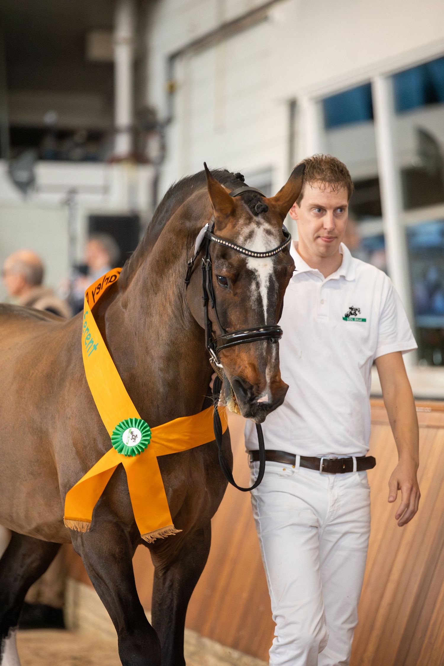 Brown KWPN Stallion Harley VDL Showed during the VDL Stallion showcase