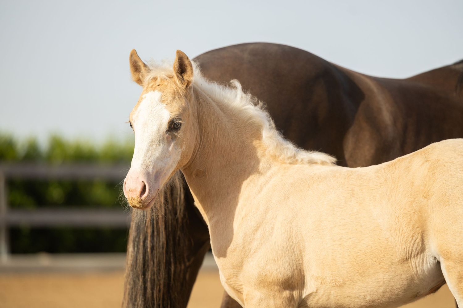 A golden palomino foal stands beside a dark brown horse in a sunny outdoor arena.